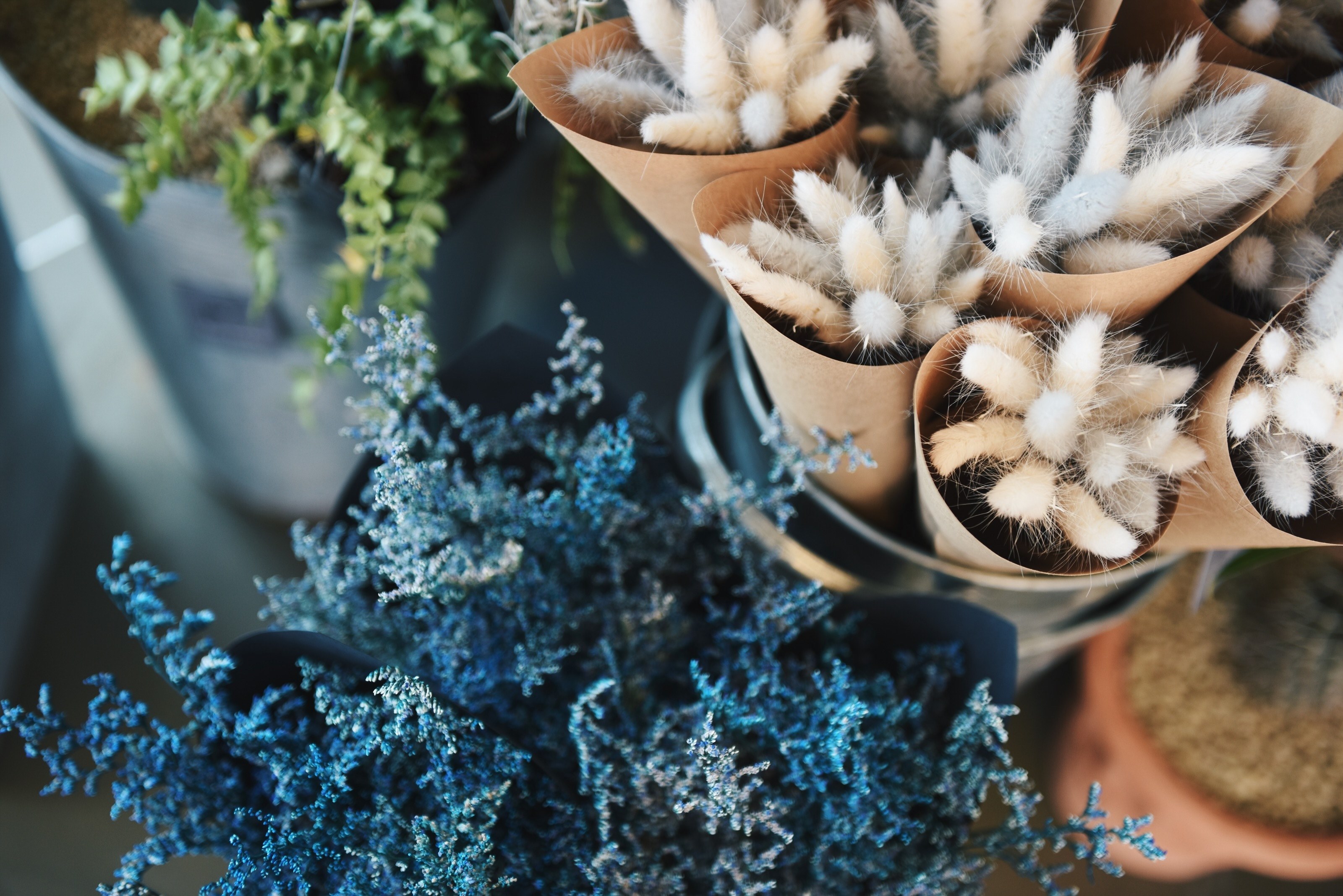 decorative plants and unique foliage in pots at a greenhouse, flowers 4k, HD Wallpaper