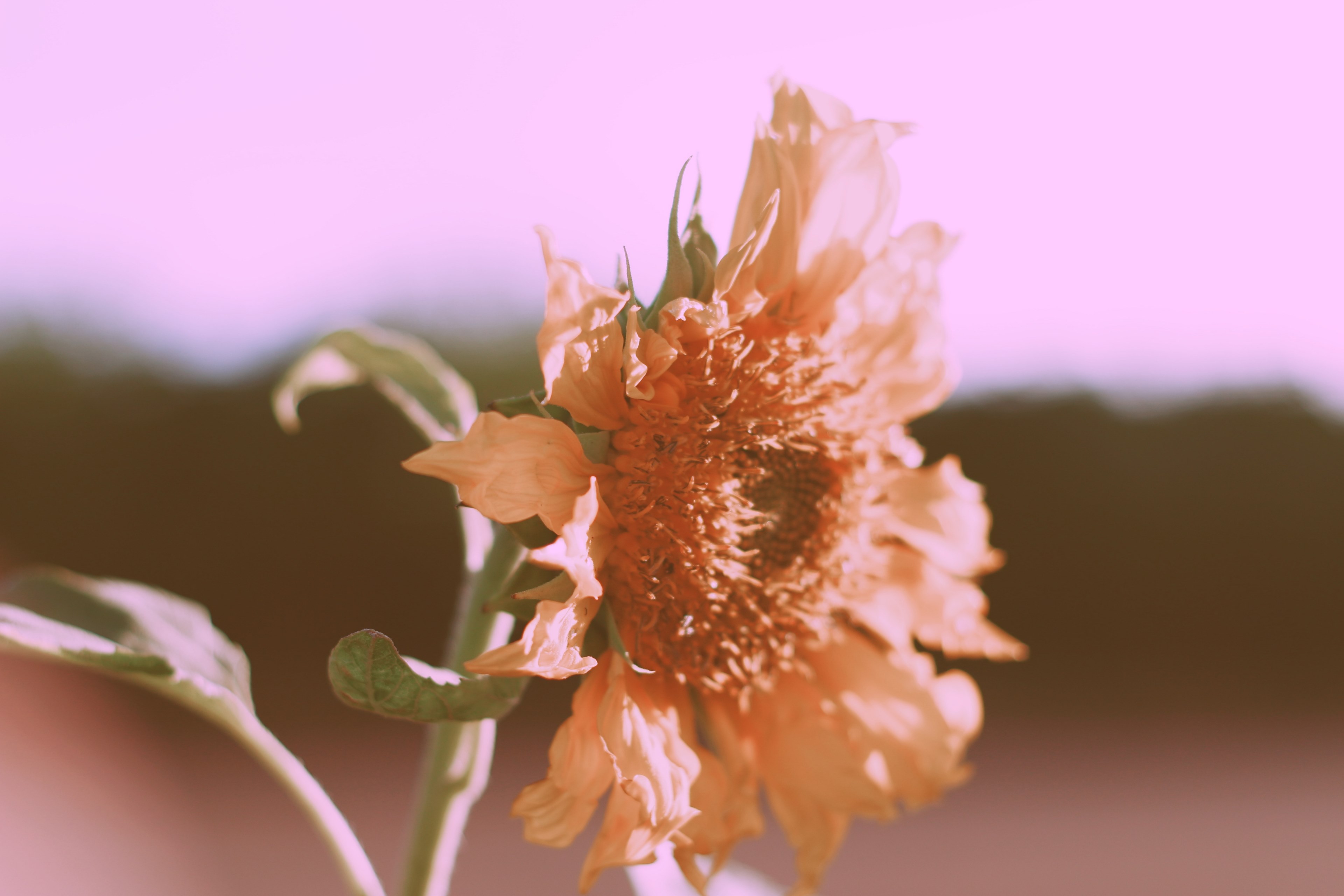 a pink hued shot of a wilting sunflower head, sunflower in pink 4k, HD Wallpaper