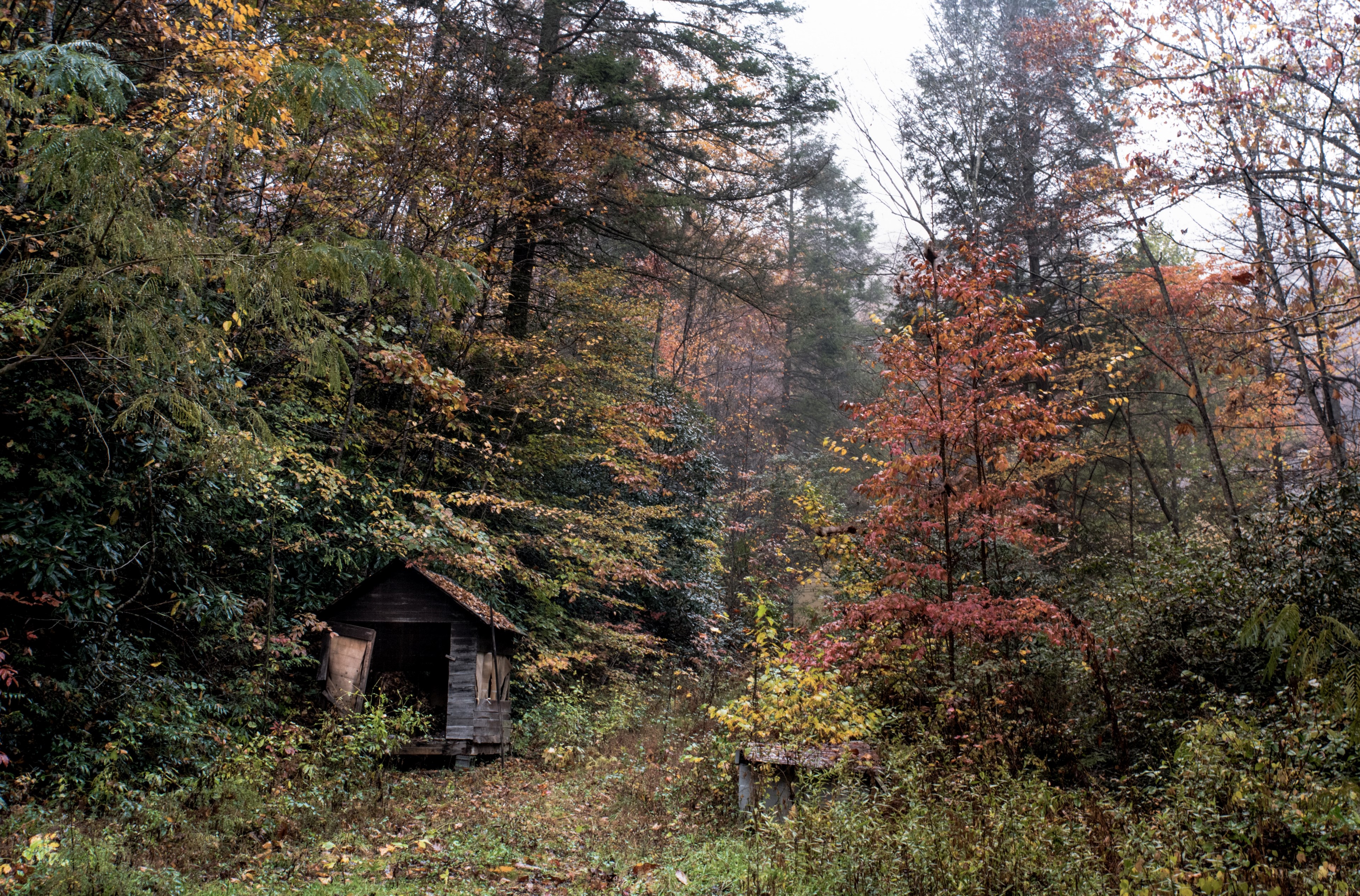 forest fall shack and cabin 4k, HD Wallpaper