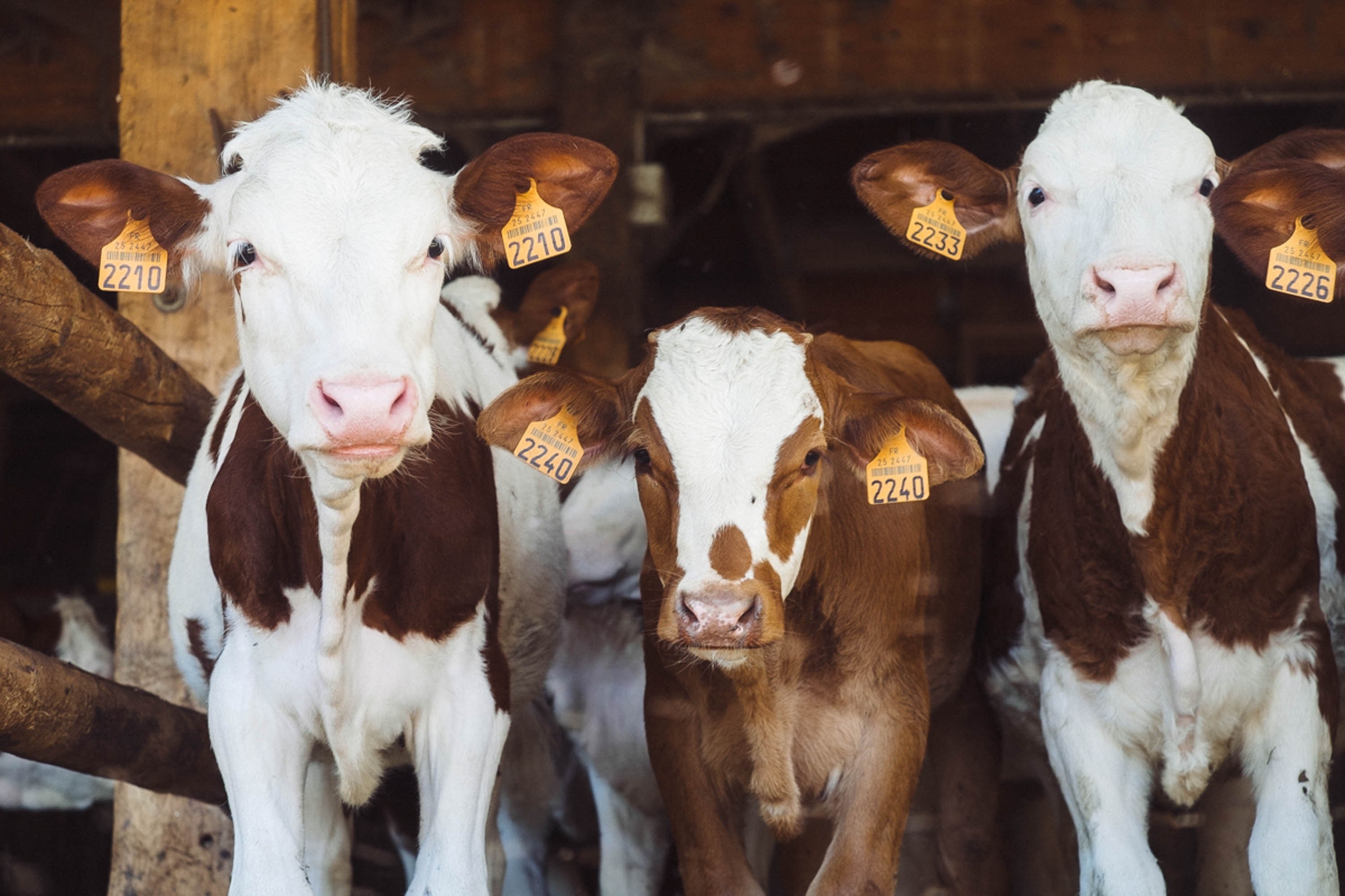 three brown and white cows in a barn with orange tags in their ears, three cows with tags in ears 4k, HD Wallpaper