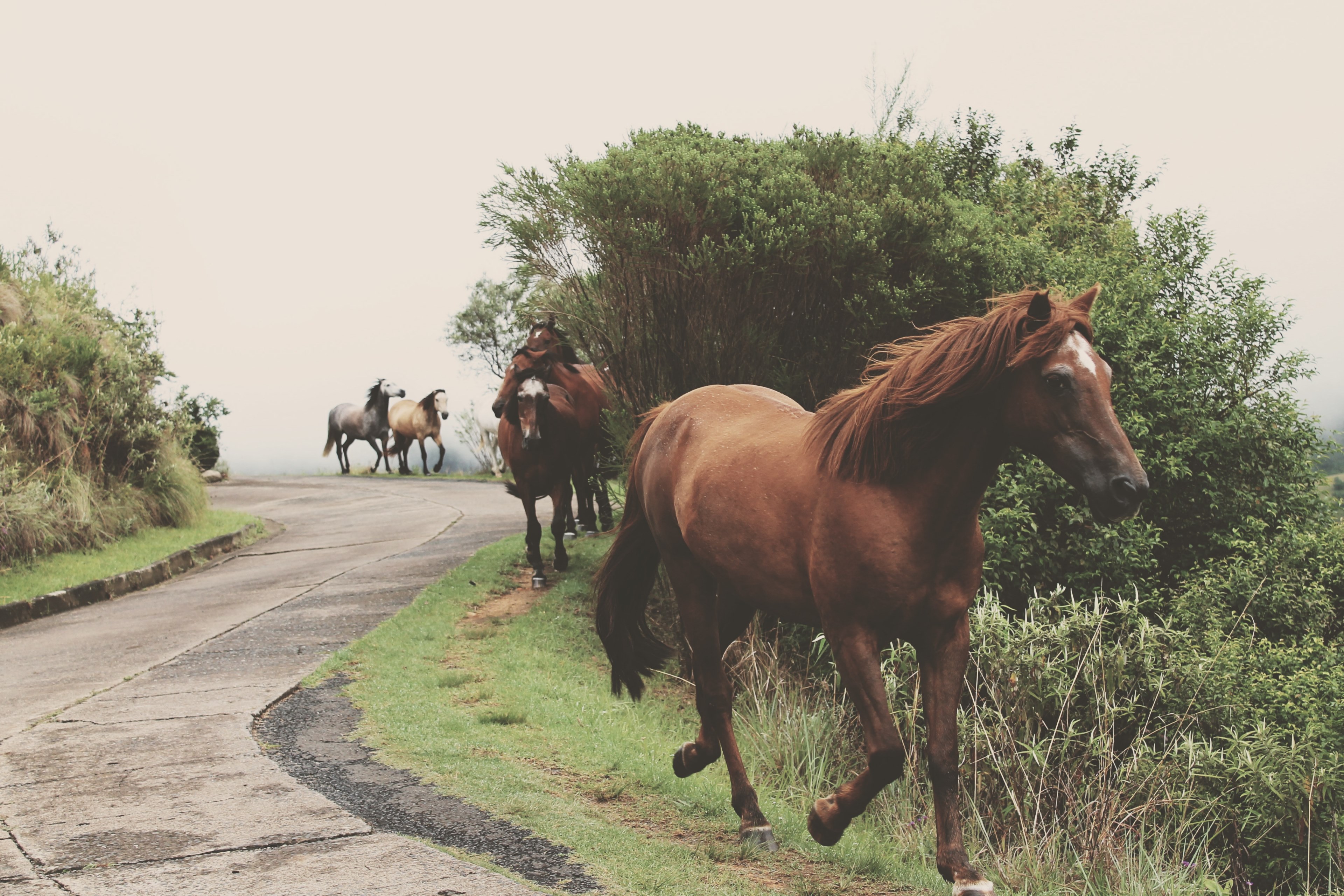a herd of horses running along a paved road, horses on a paved road 4k, HD Wallpaper