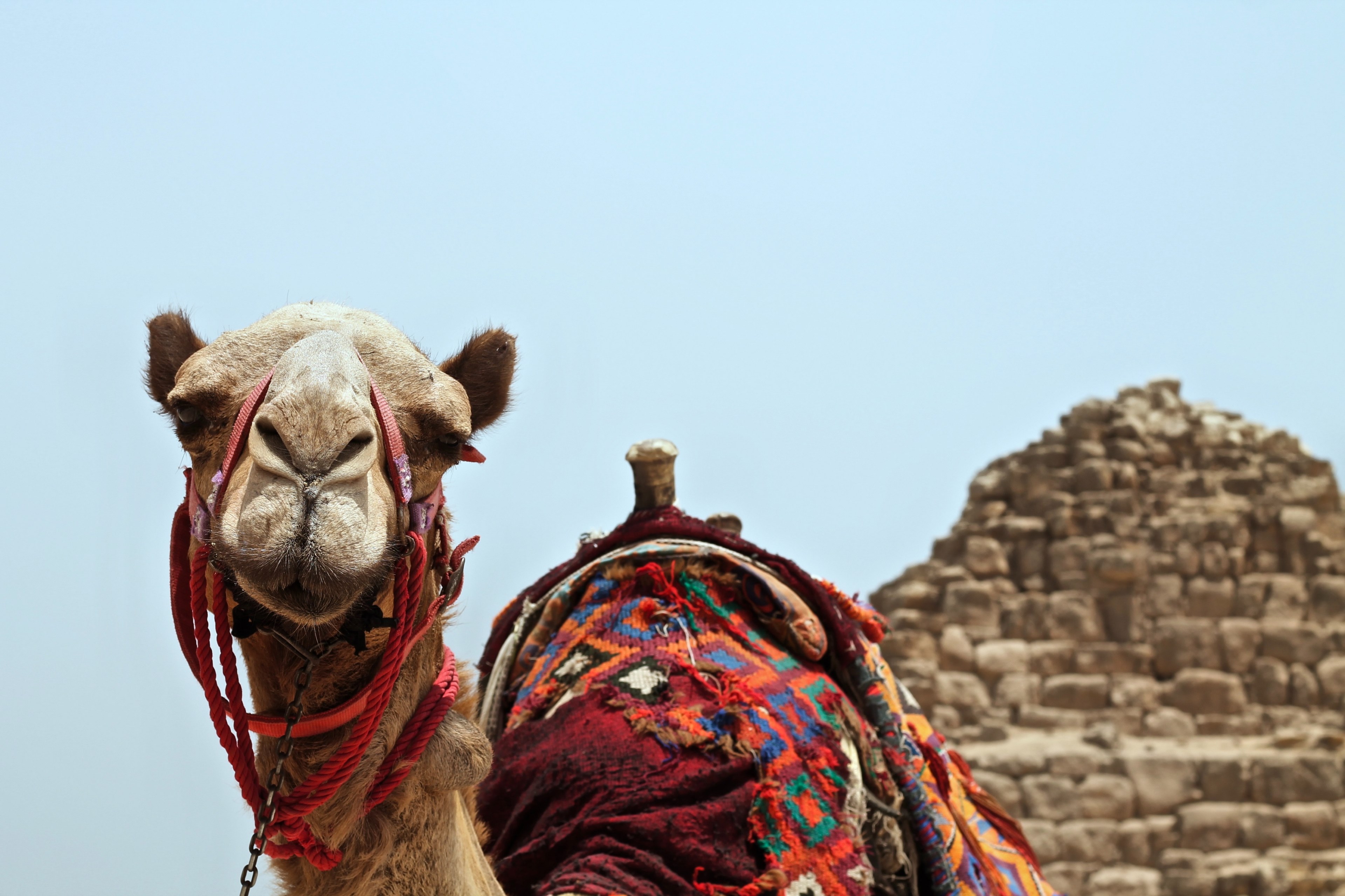a camel with its saddle wrapped in patterned red fabrics standing in front of the great pyramids in egypt, camel in egypt 4k, HD Wallpaper