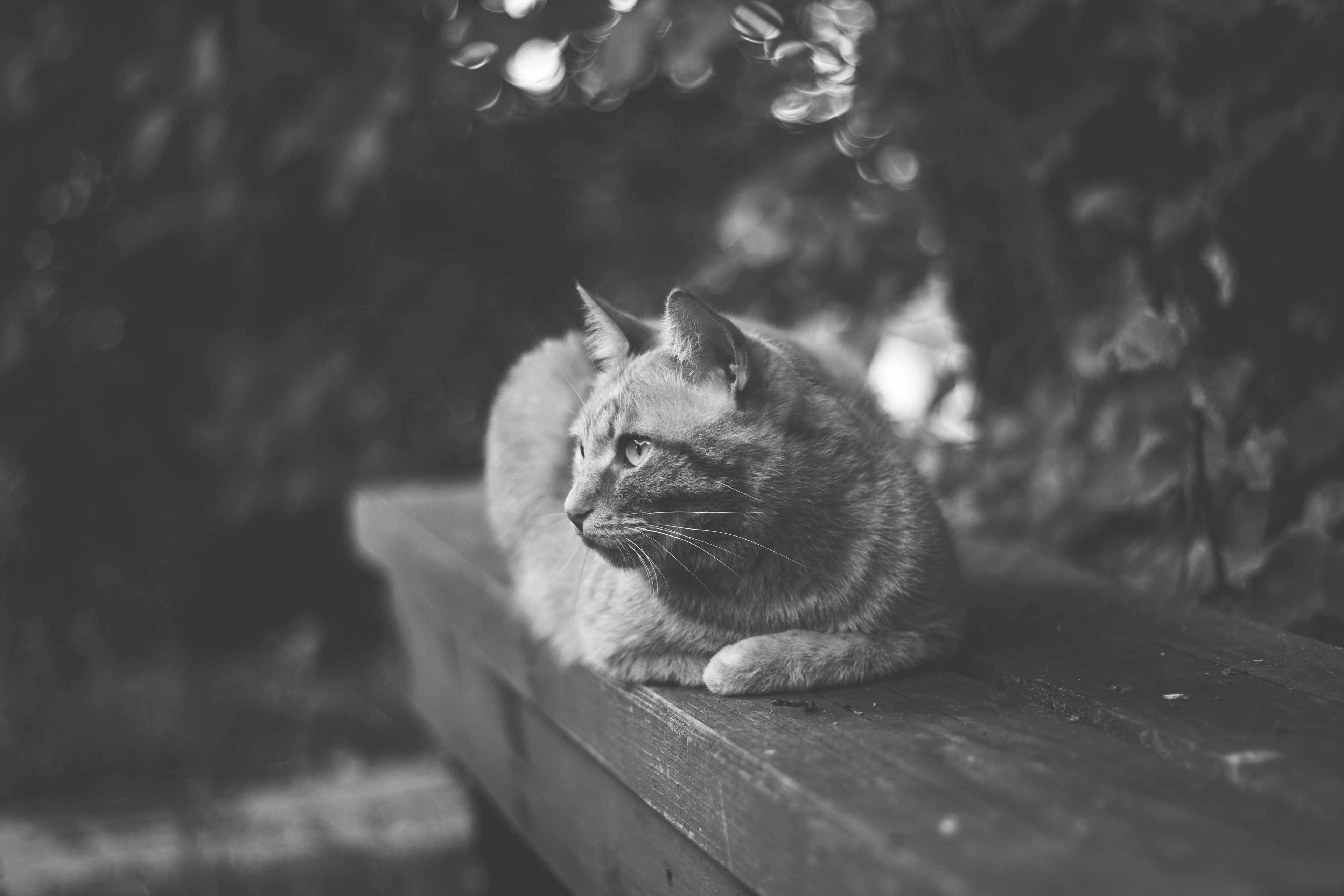 black and white shot of domestic cat sitting on bench with trees in background, resting cat in black and white 4k, HD Wallpaper