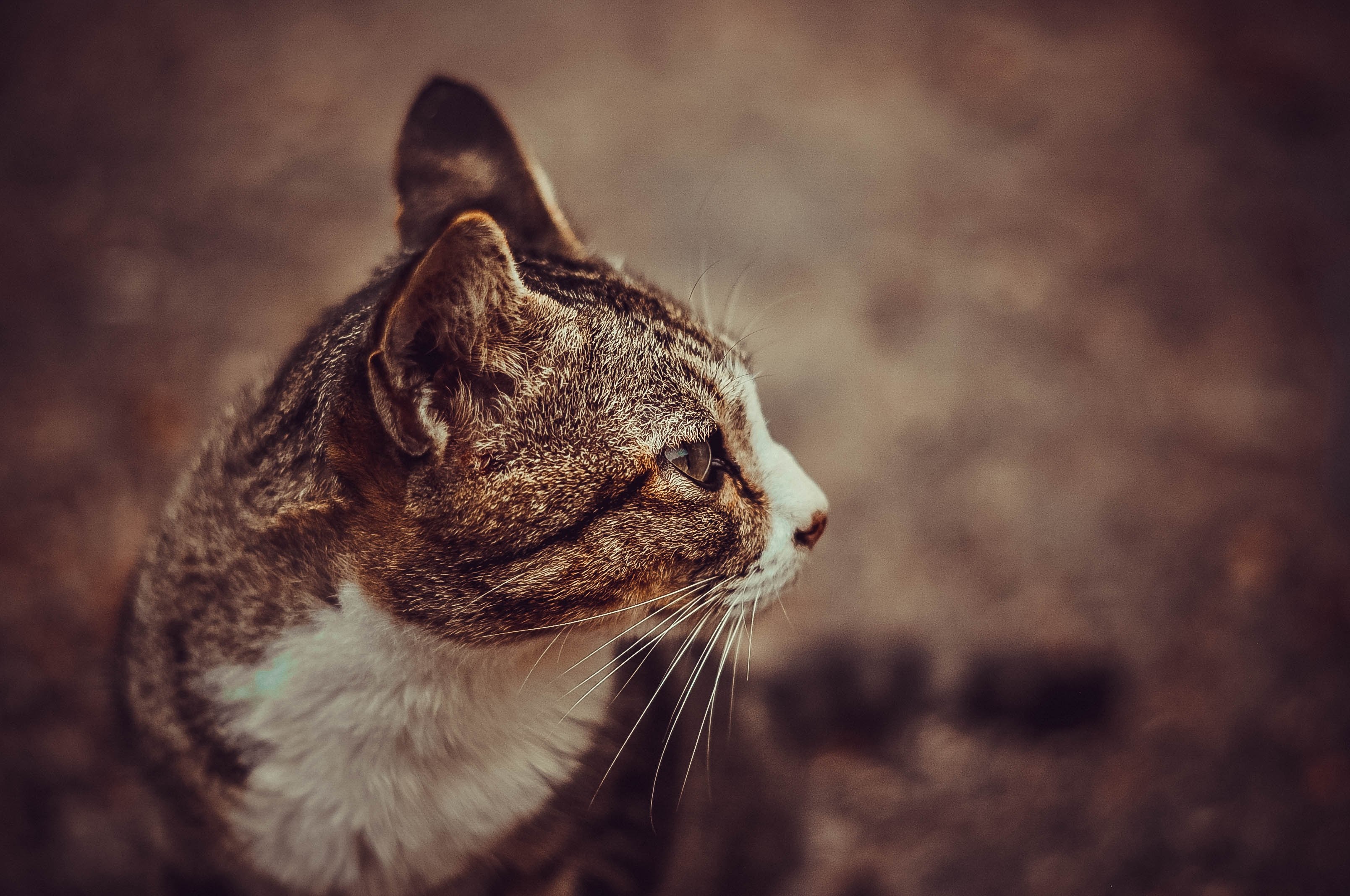 wallpaper cute wallpapers cute backgrounds and animal 4k, HD Wallpaper