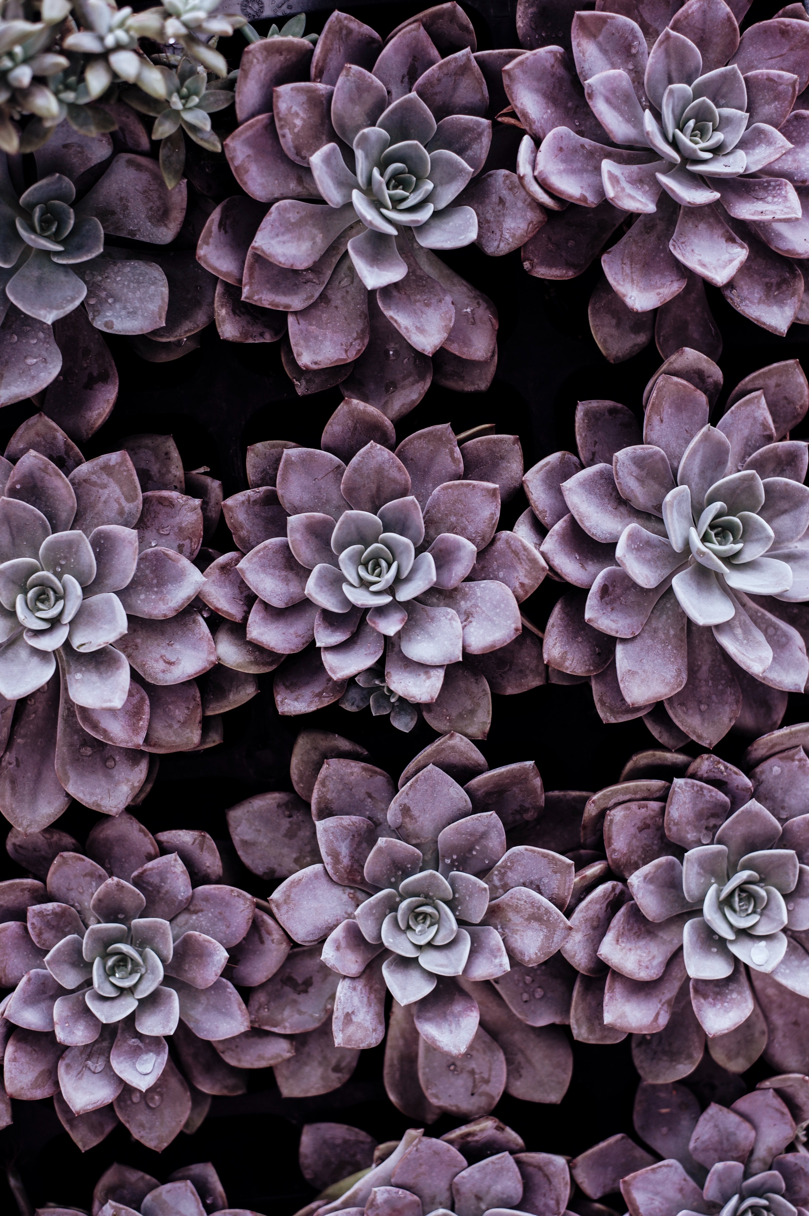 succulent wet succulent purple succulent and bunch hd, 4k, Phone HD Wallpaper