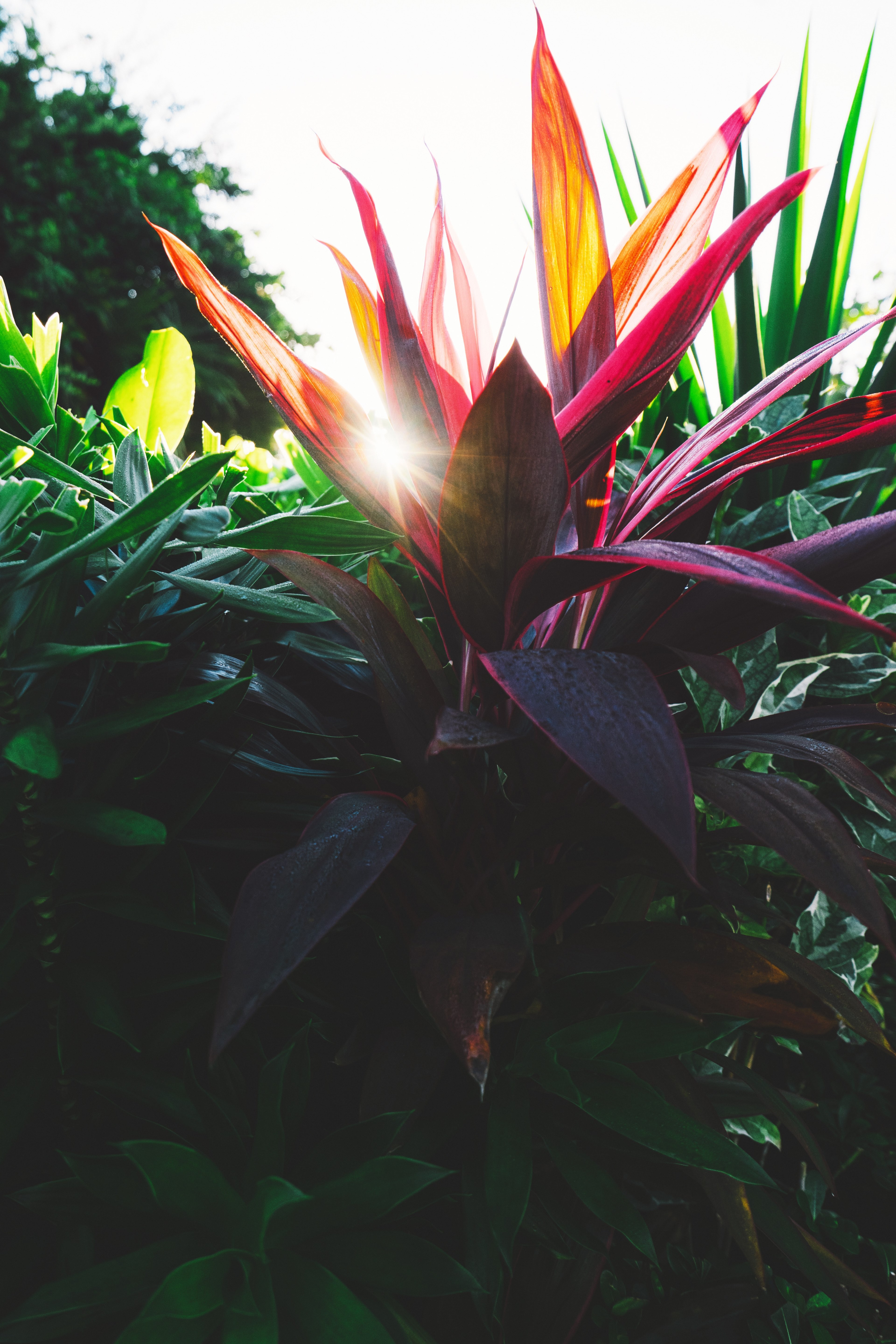 foliage tree flare and tropical hd, 4k, Phone HD Wallpaper