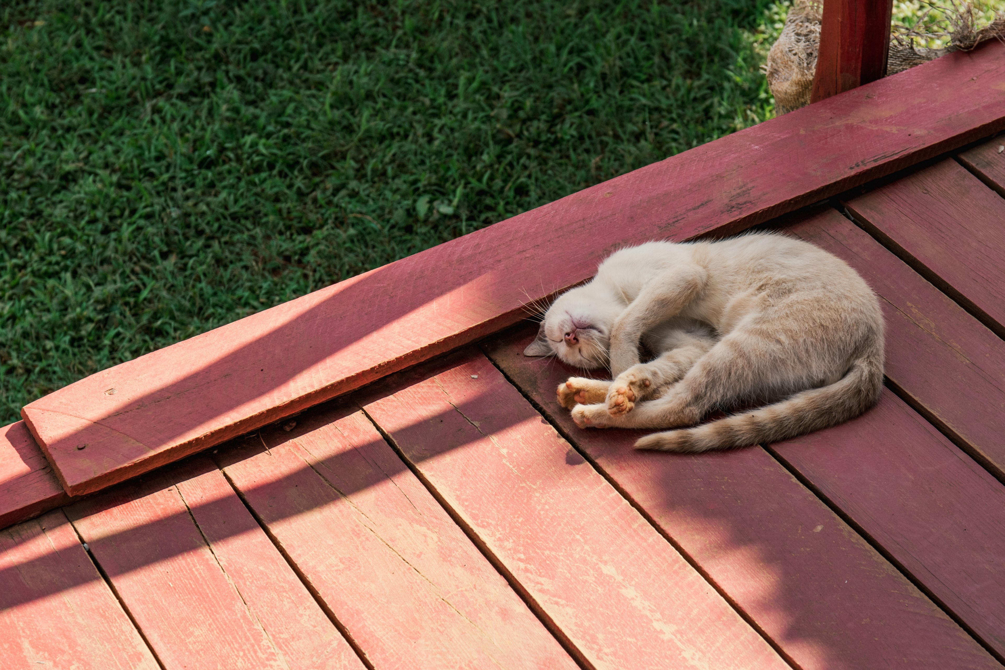 catching a nap 4k, HD Wallpaper