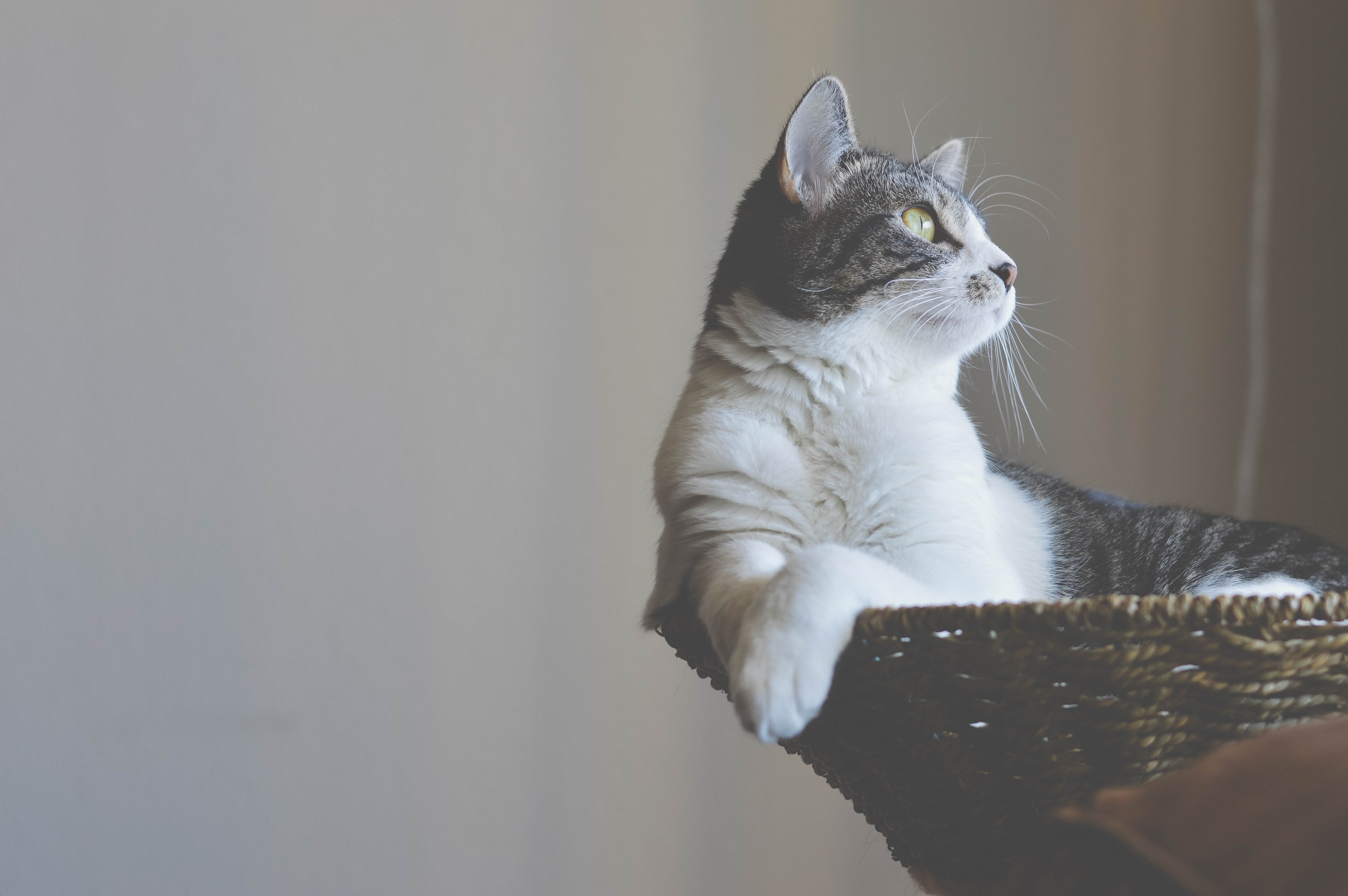 cat feline kitty and kitten 4k, HD Wallpaper