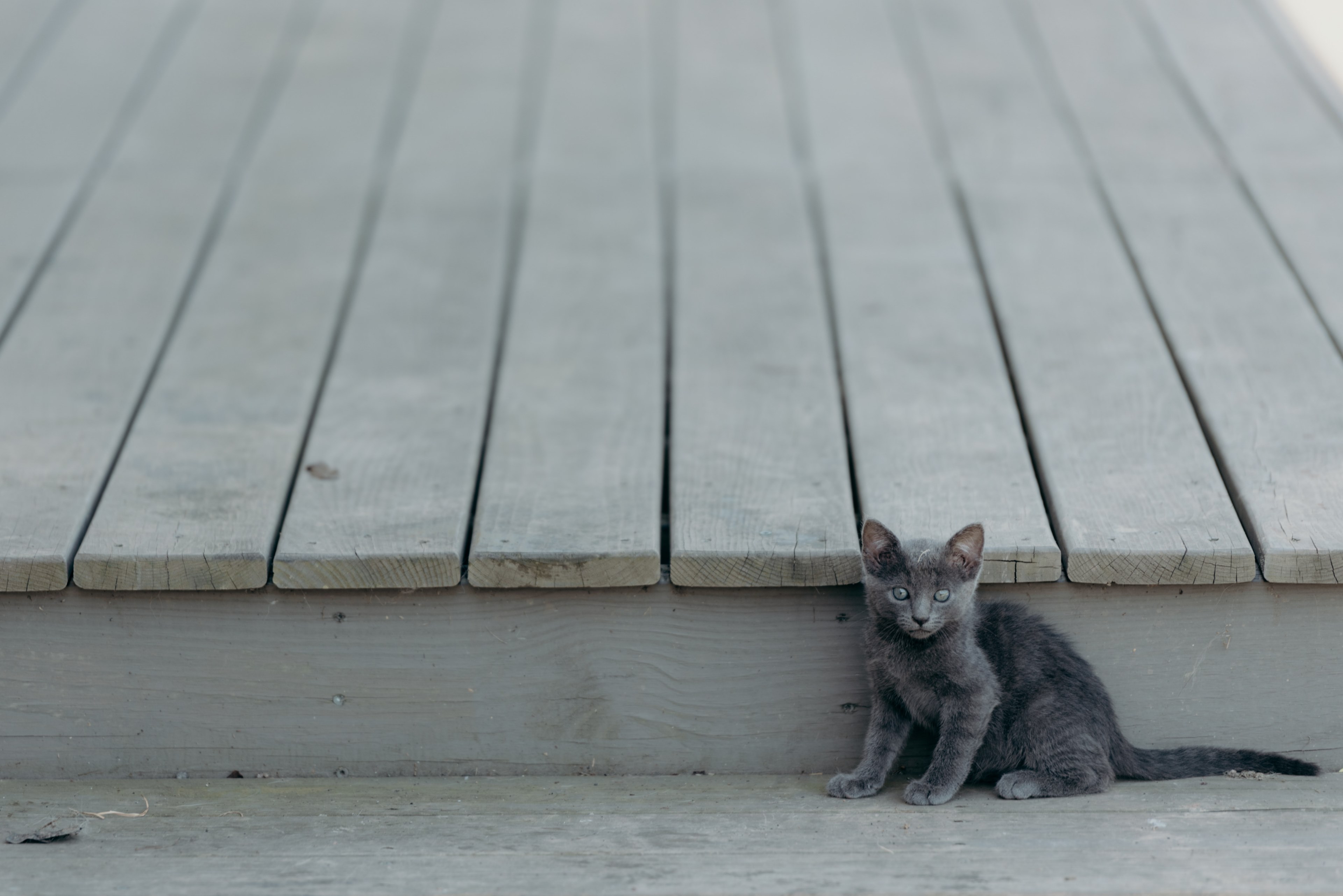 gray kitten looking startled beside a wooden deck, gray kitten 4k, HD Wallpaper