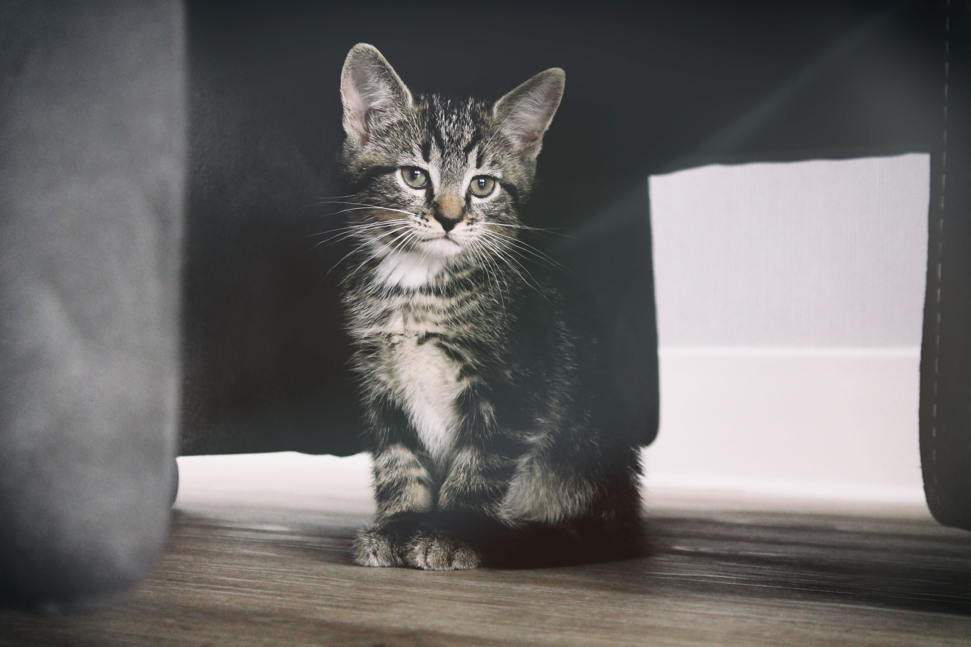 a tabby kitten sitting on a wooden floor, pip 4k, HD Wallpaper