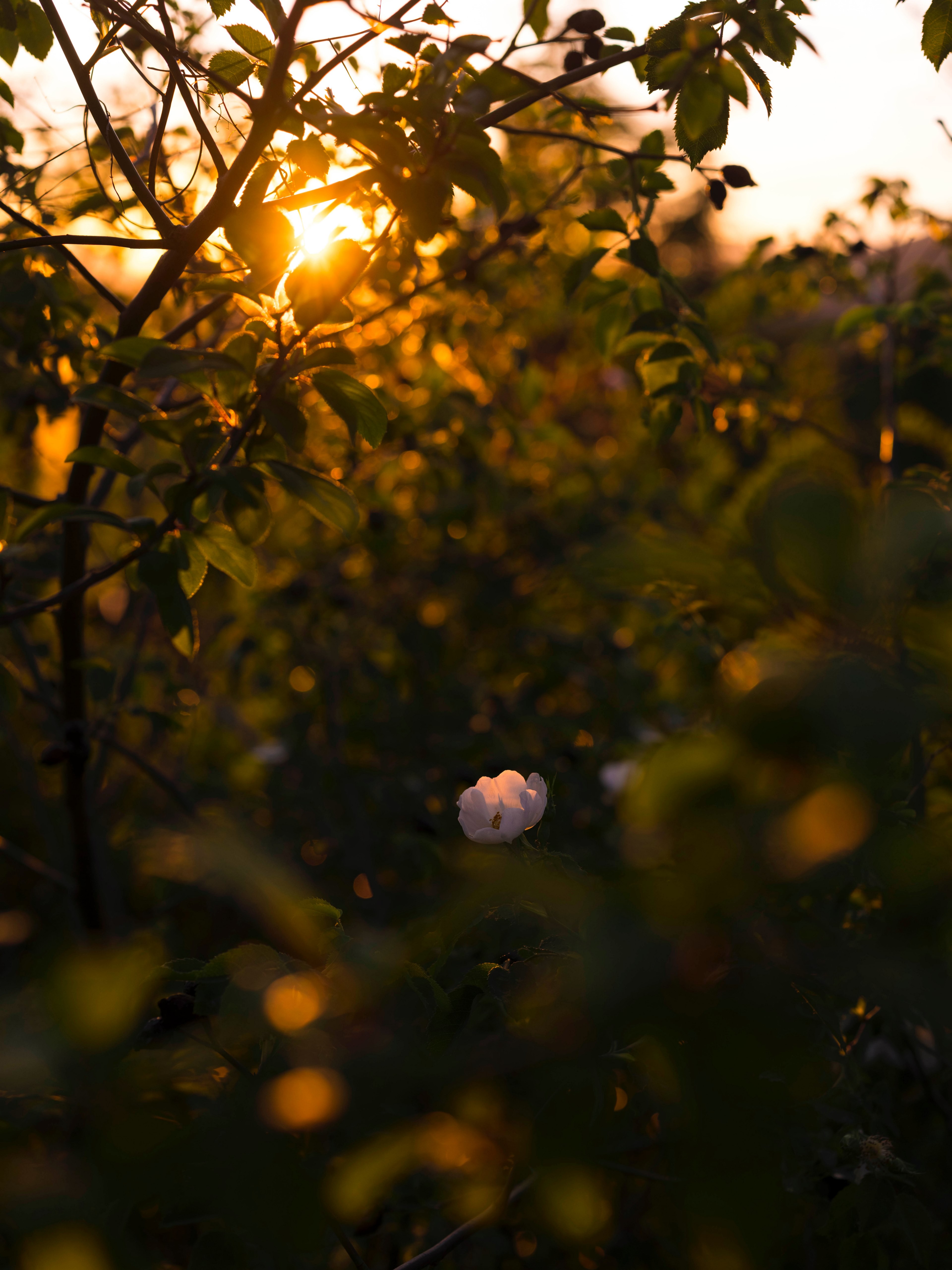 a white flower in a green thicket during sunset, lone white flower at dusk 4k, Phone HD Wallpaper