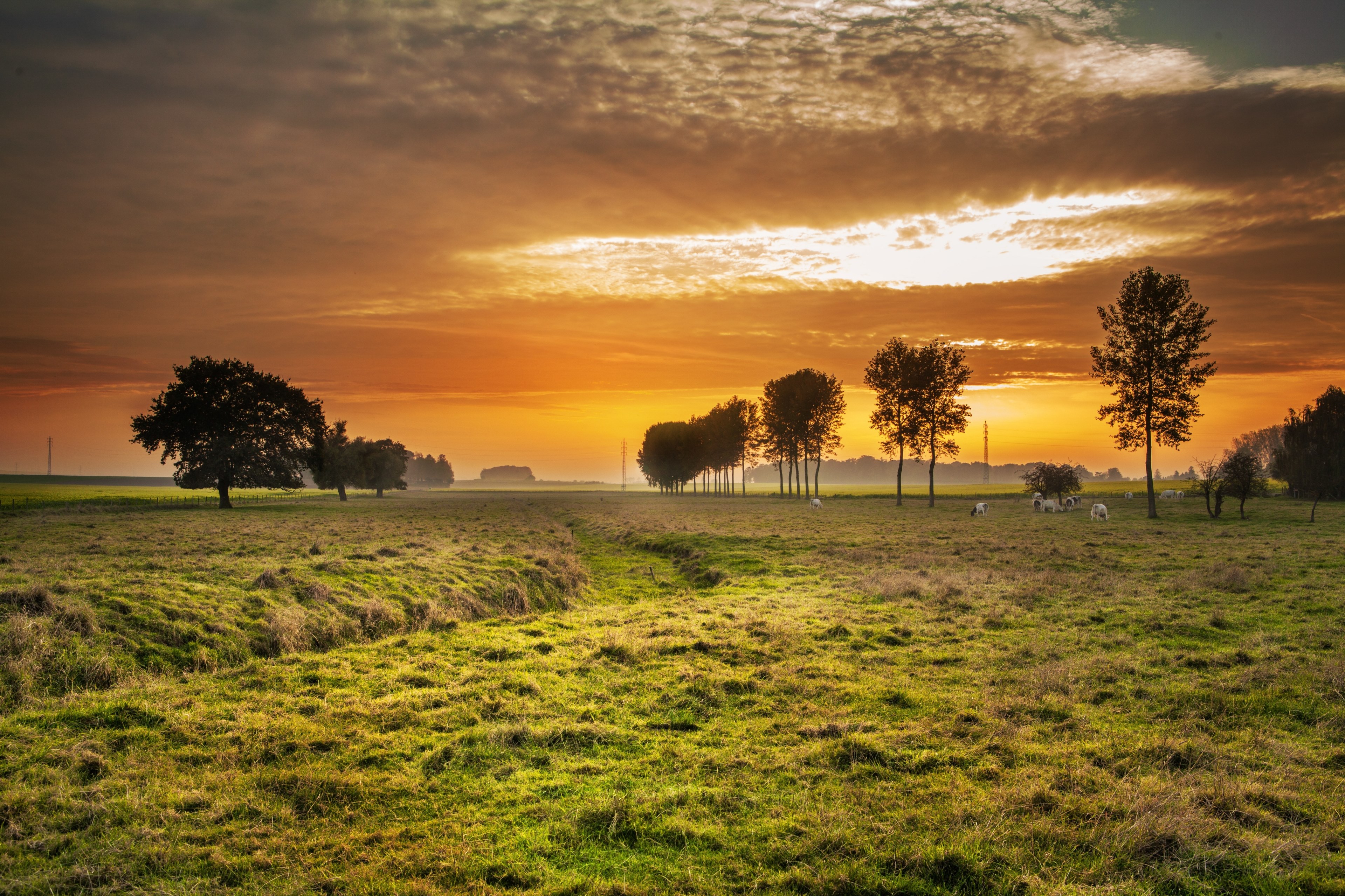 a rural landscape with cattle grazing on the dry grass under an orange evening sky, evening in a pasture 4k, HD Wallpaper