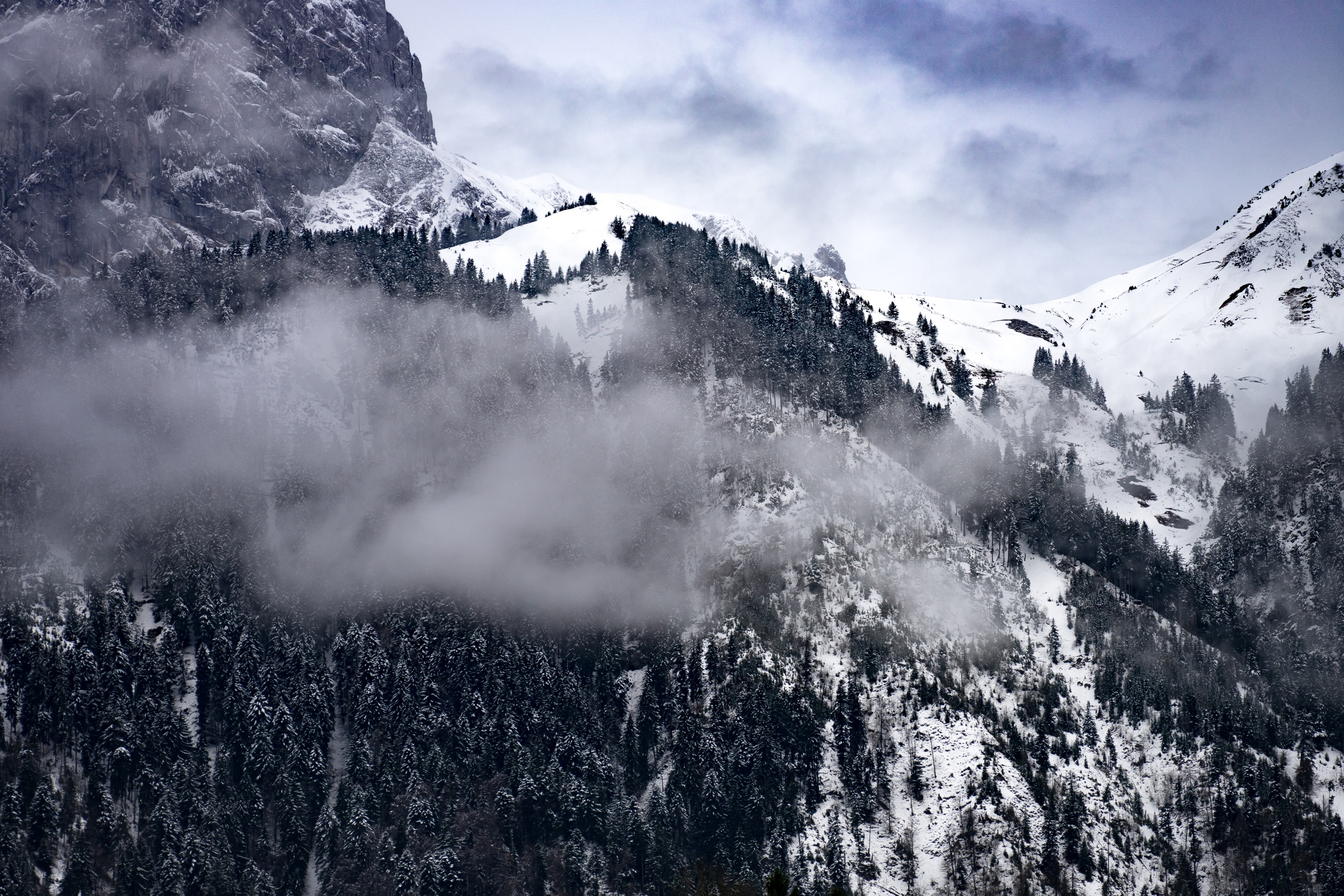a desaturated shot of steep tree lined mountain slopes near unteregg, tall wooded slope 4k, HD Wallpaper
