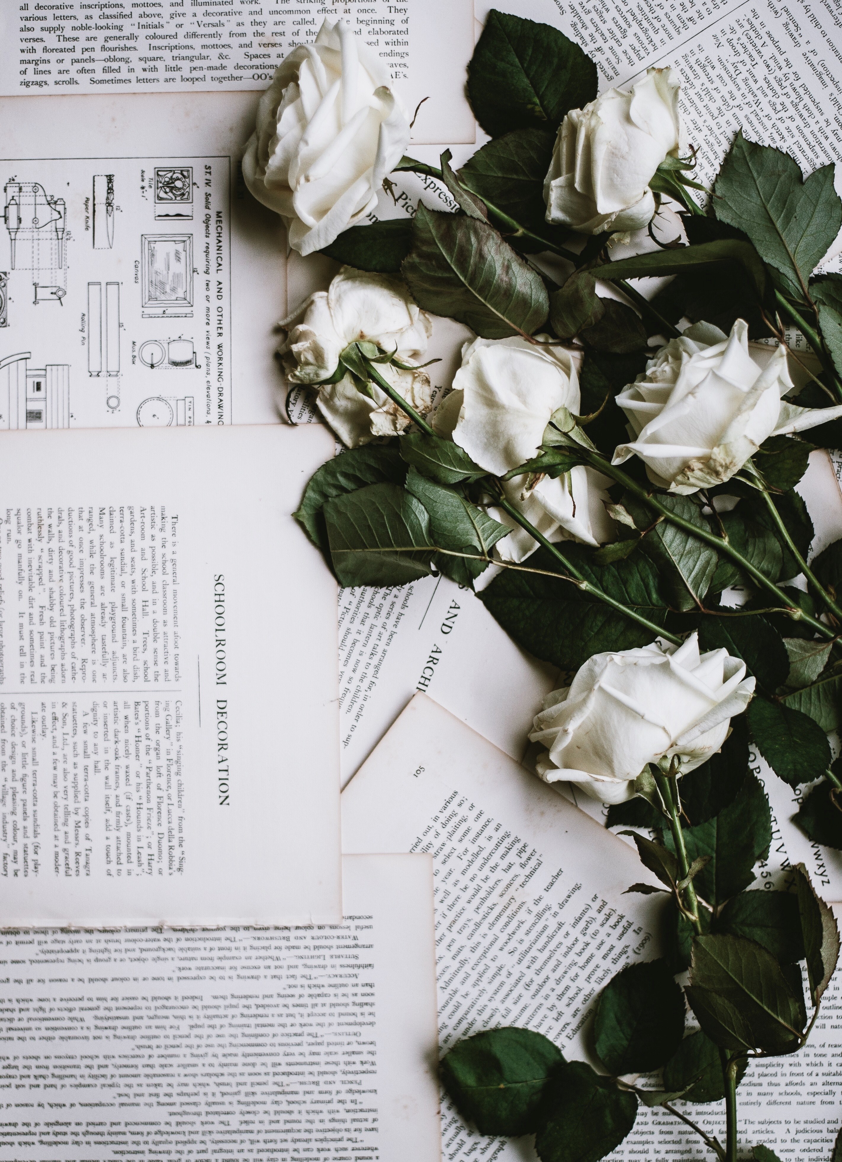 white roses laid out on torn out book pages, roses 4k, Phone HD Wallpaper