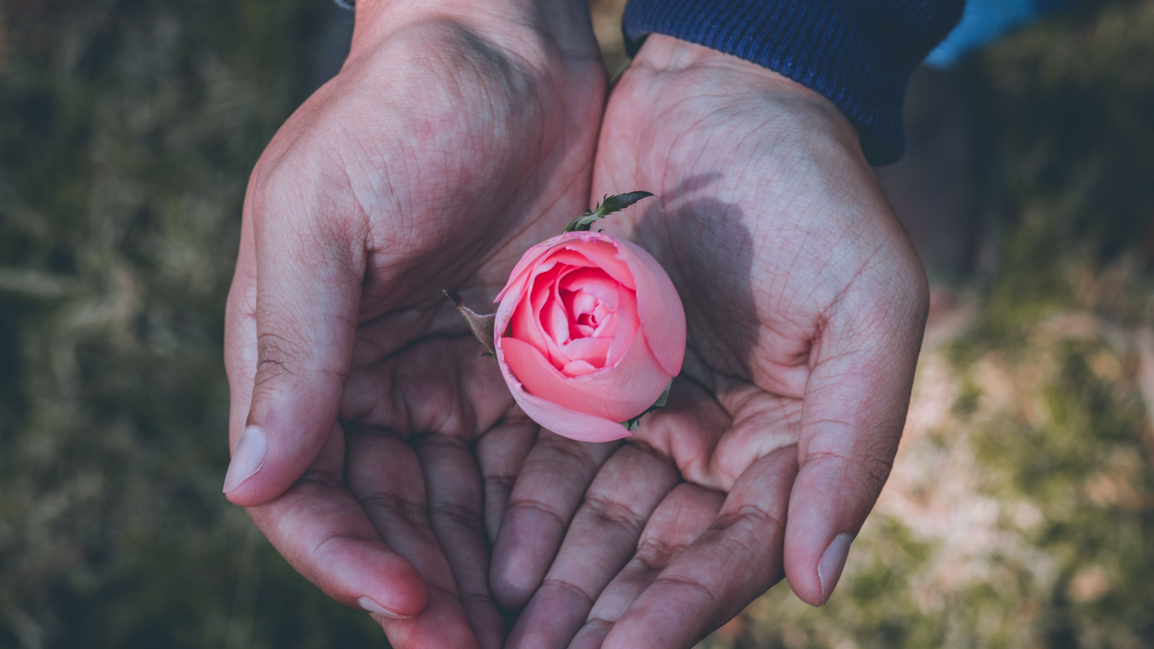 rose, hands, bud, 4k, HD Wallpaper