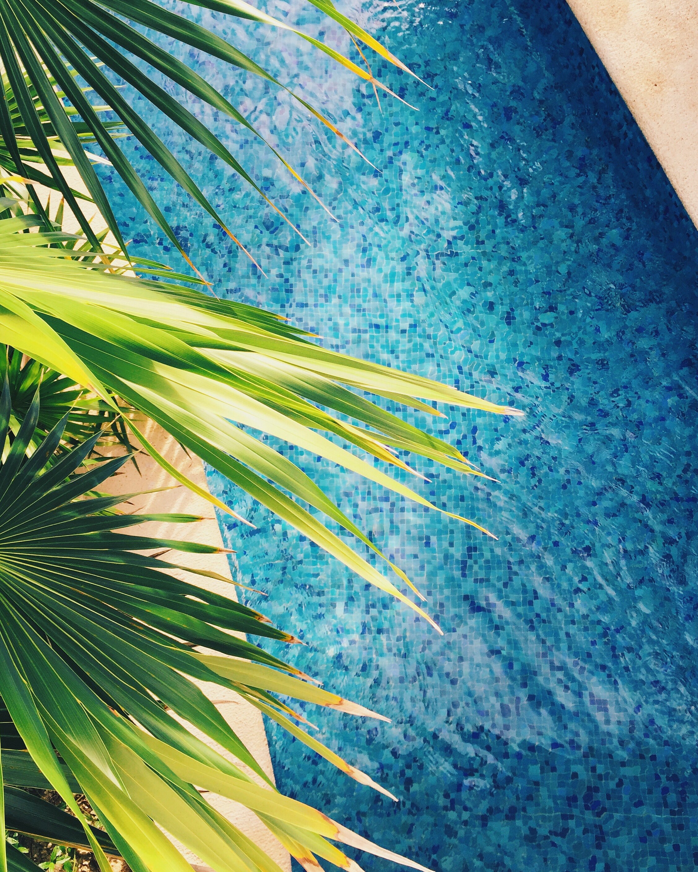 tropical leaf palm and pool hd, 4k, Phone HD Wallpaper