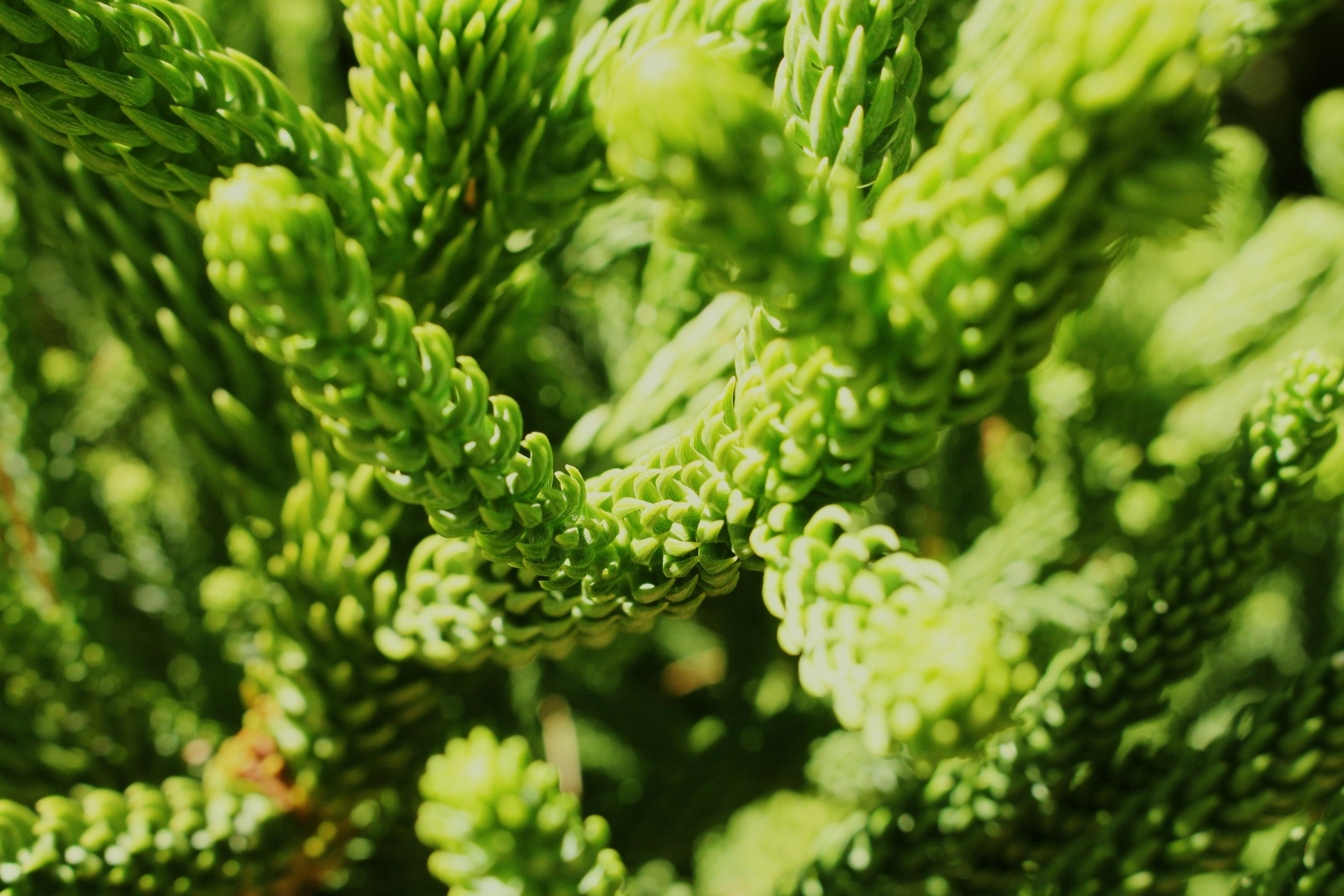 branch botanical foliage and closeup 4k, HD Wallpaper
