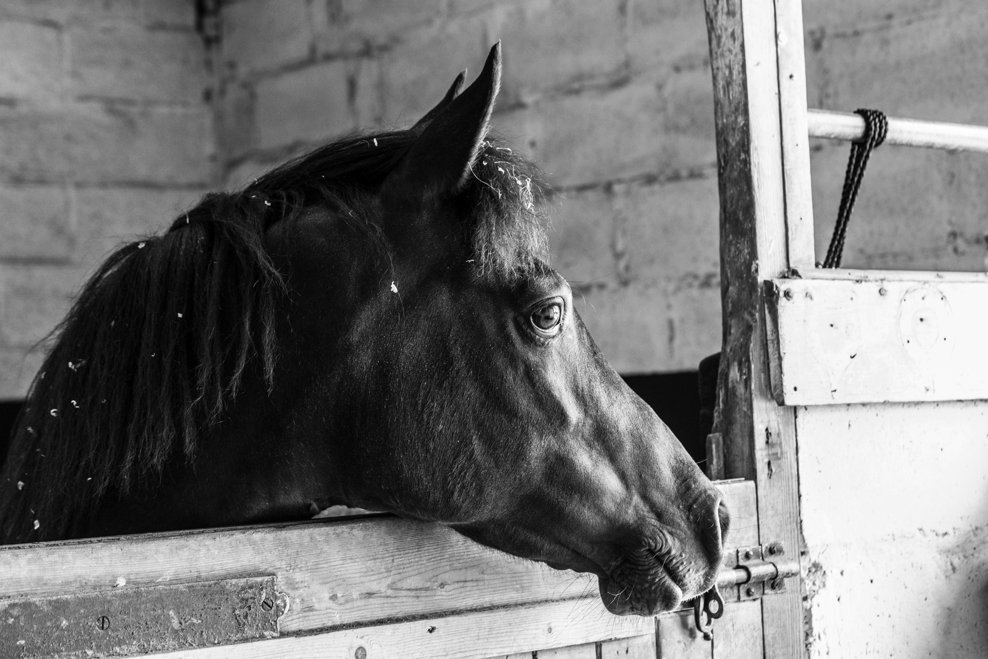 stable and horse 4k, HD Wallpaper