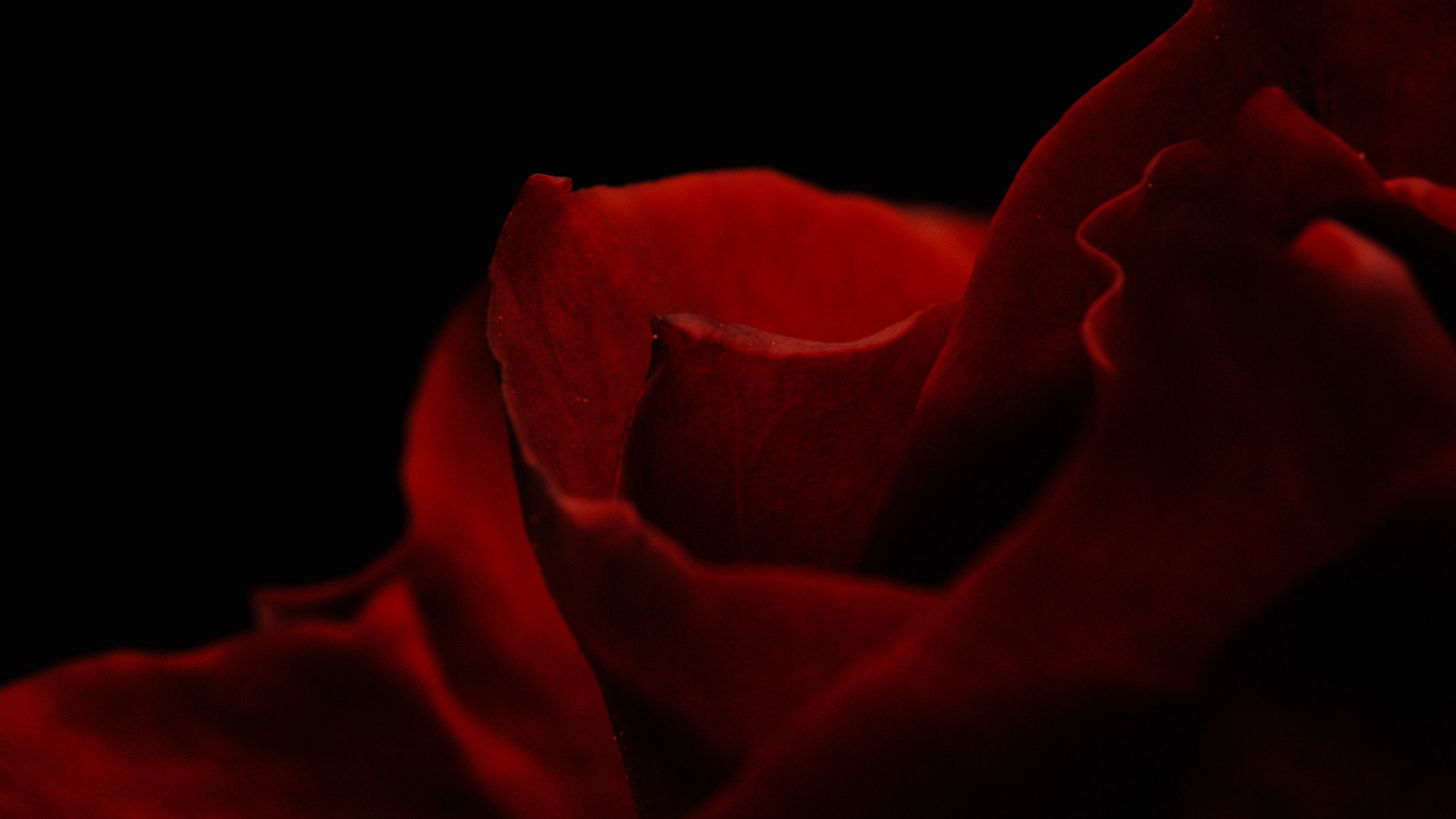 petals, rose, macro, 4k, HD Wallpaper