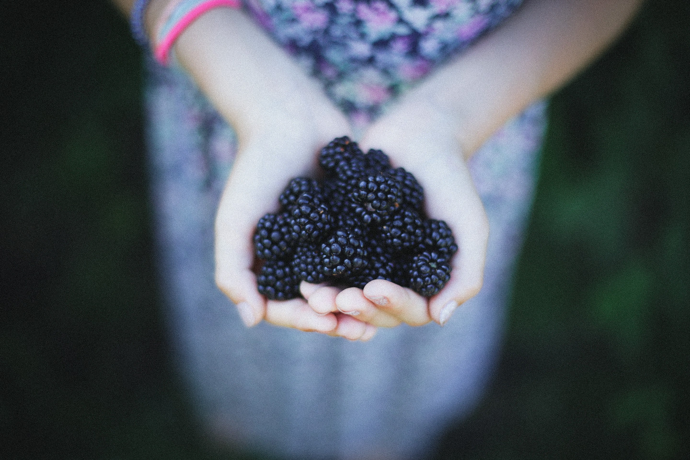 a person holding blackberries in their cupped hands, hands full of happyness 4k, HD Wallpaper
