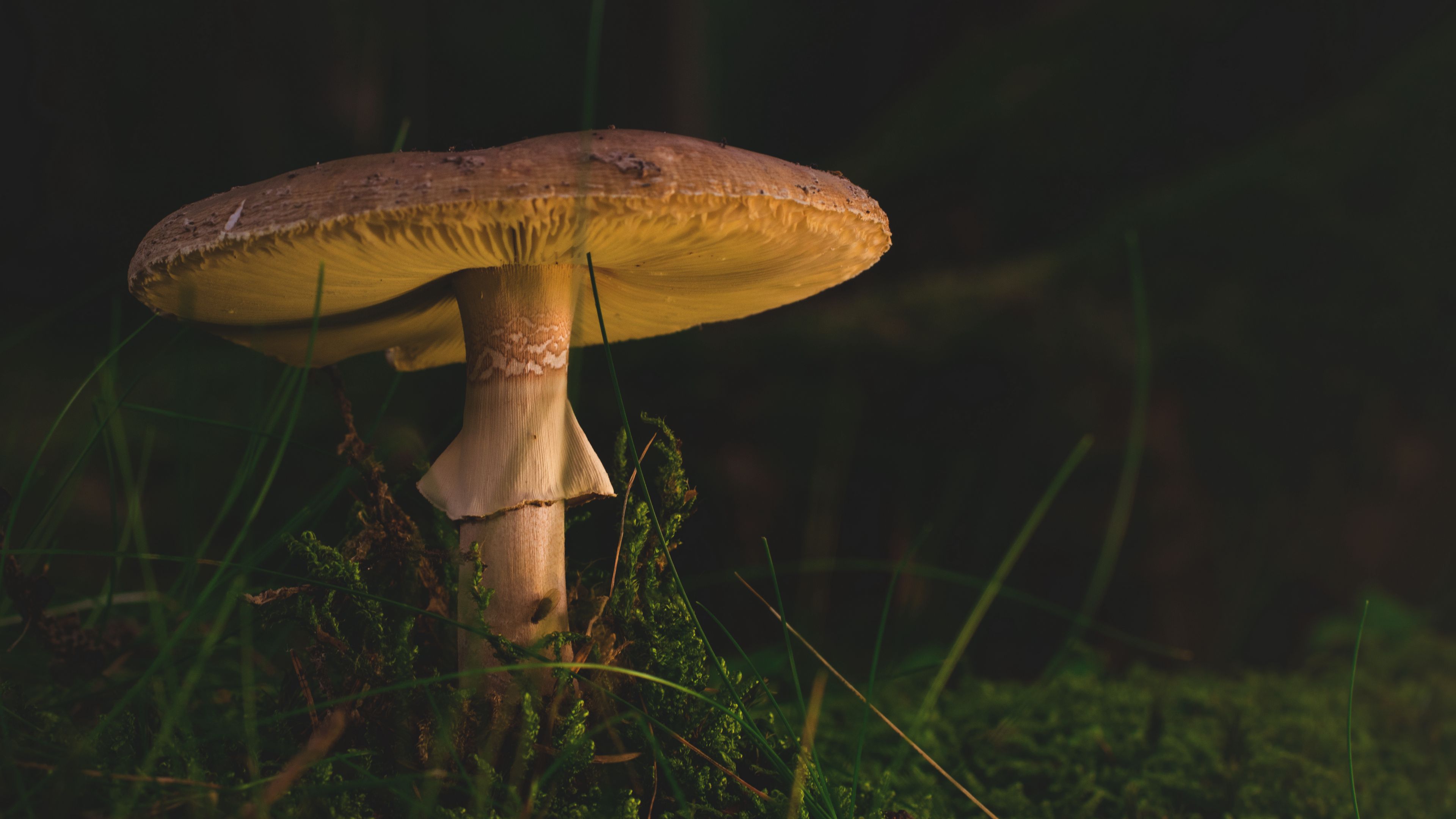 mushroom, amanita, fungus, grass, 4k, HD Wallpaper