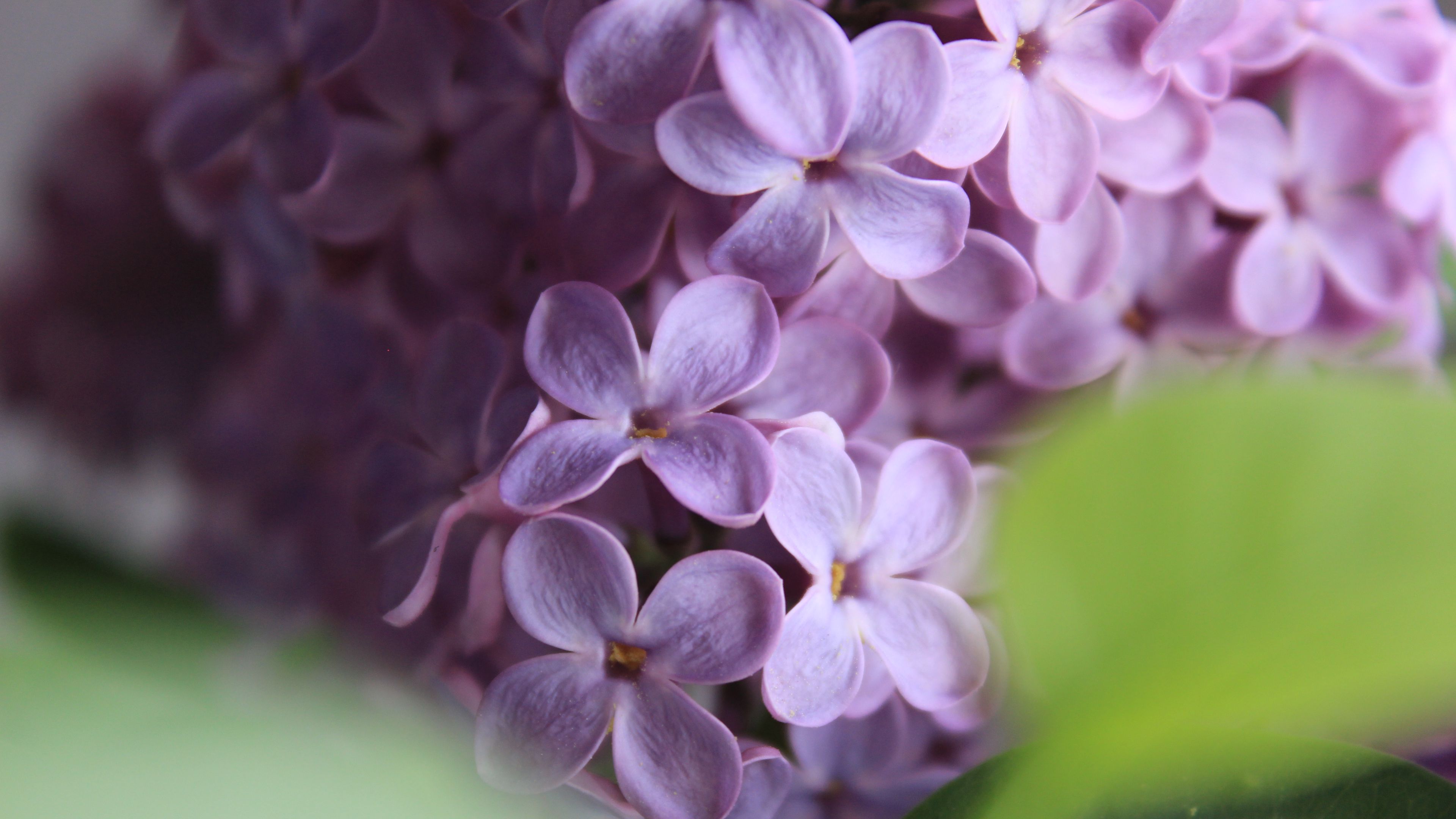 lilac, flowers, macro, 4k, HD Wallpaper