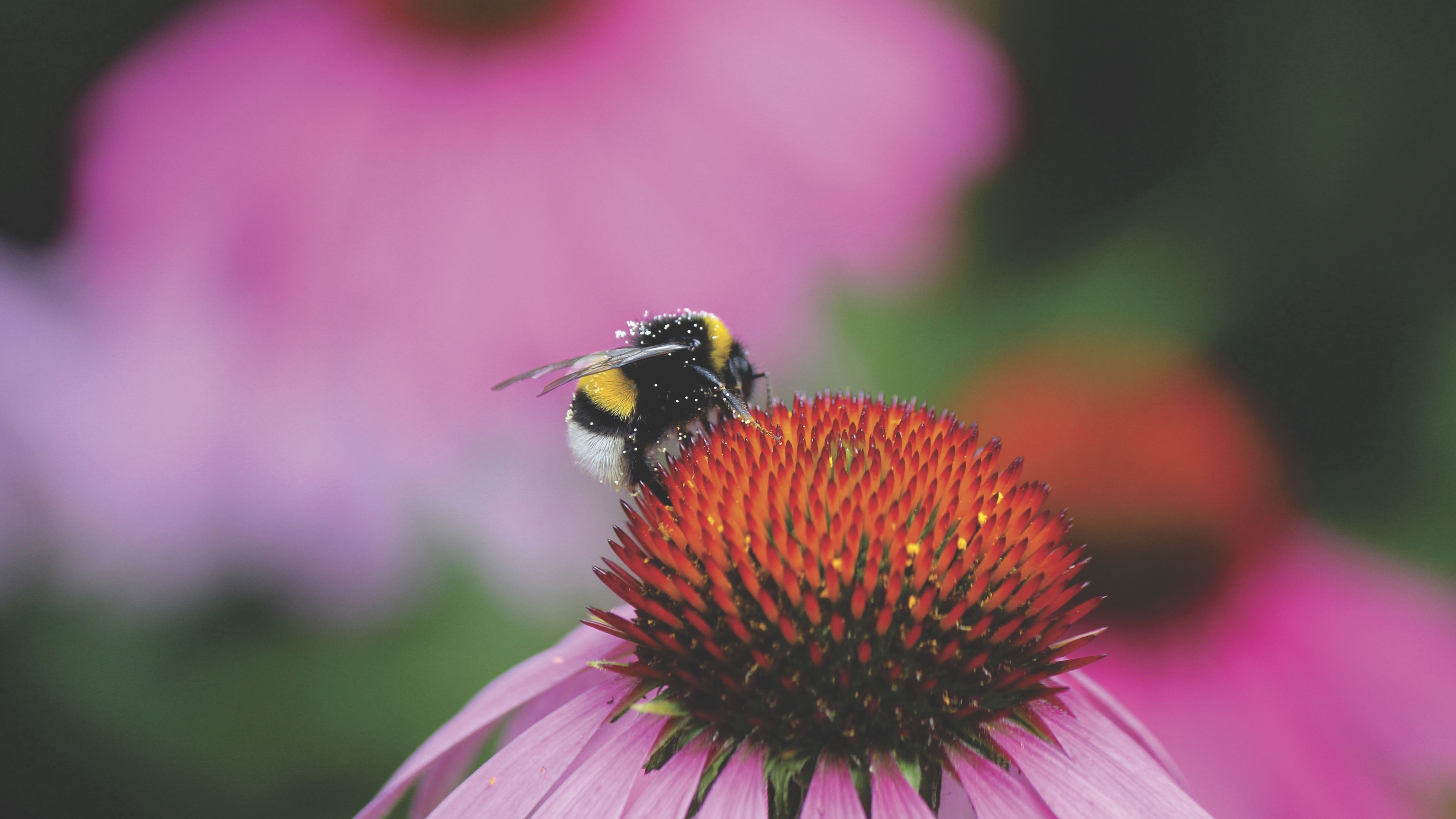 bumblebee, flower, bud, pollen, 4k, HD Wallpaper