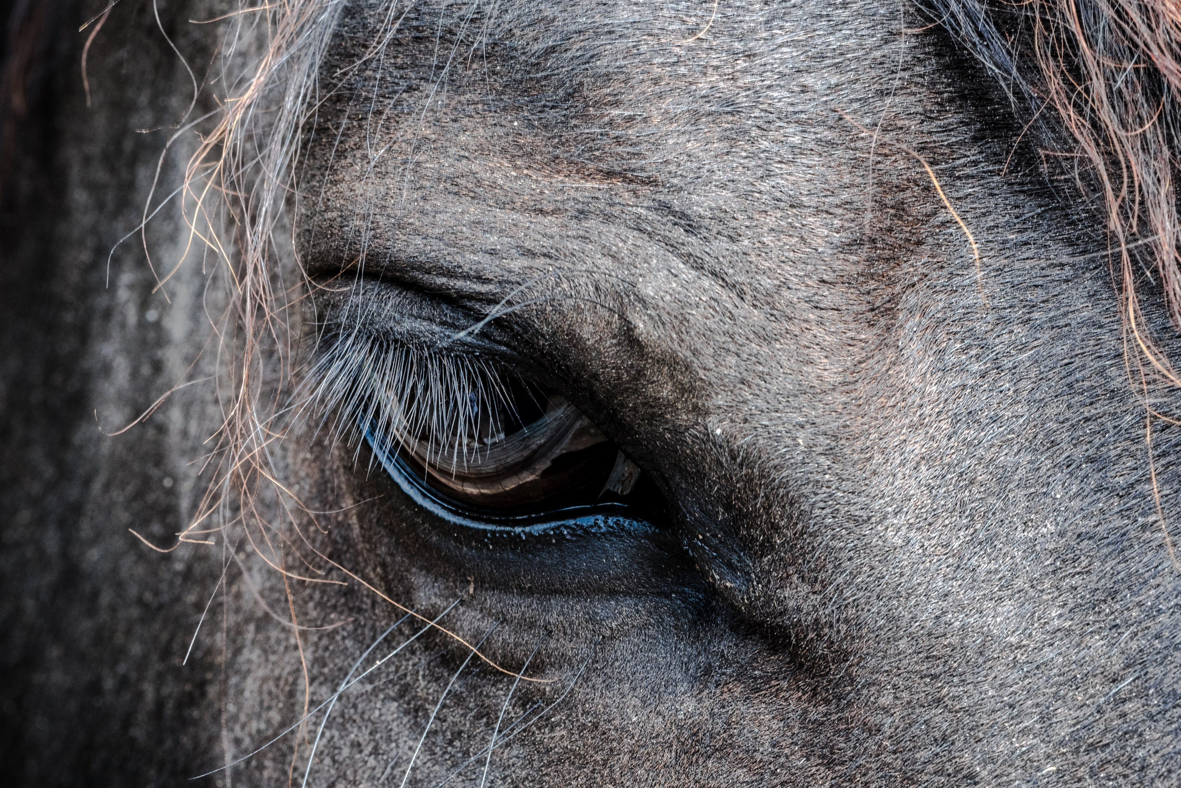 close up of a dark horses eye, dark horse eye 4k, HD Wallpaper