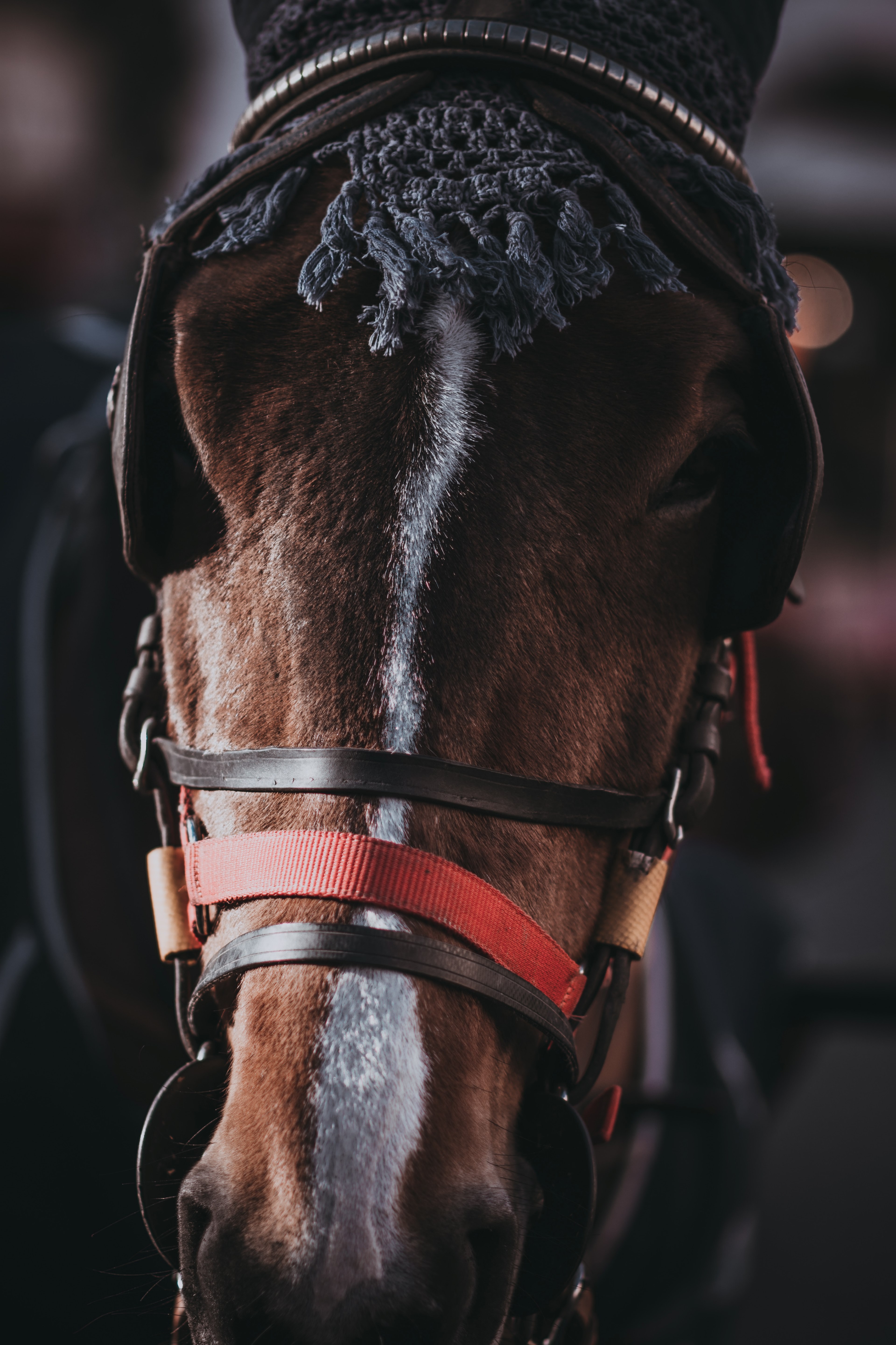 a close up of the head of a horse with blinkers on, horse in blinkers 4k, Phone HD Wallpaper