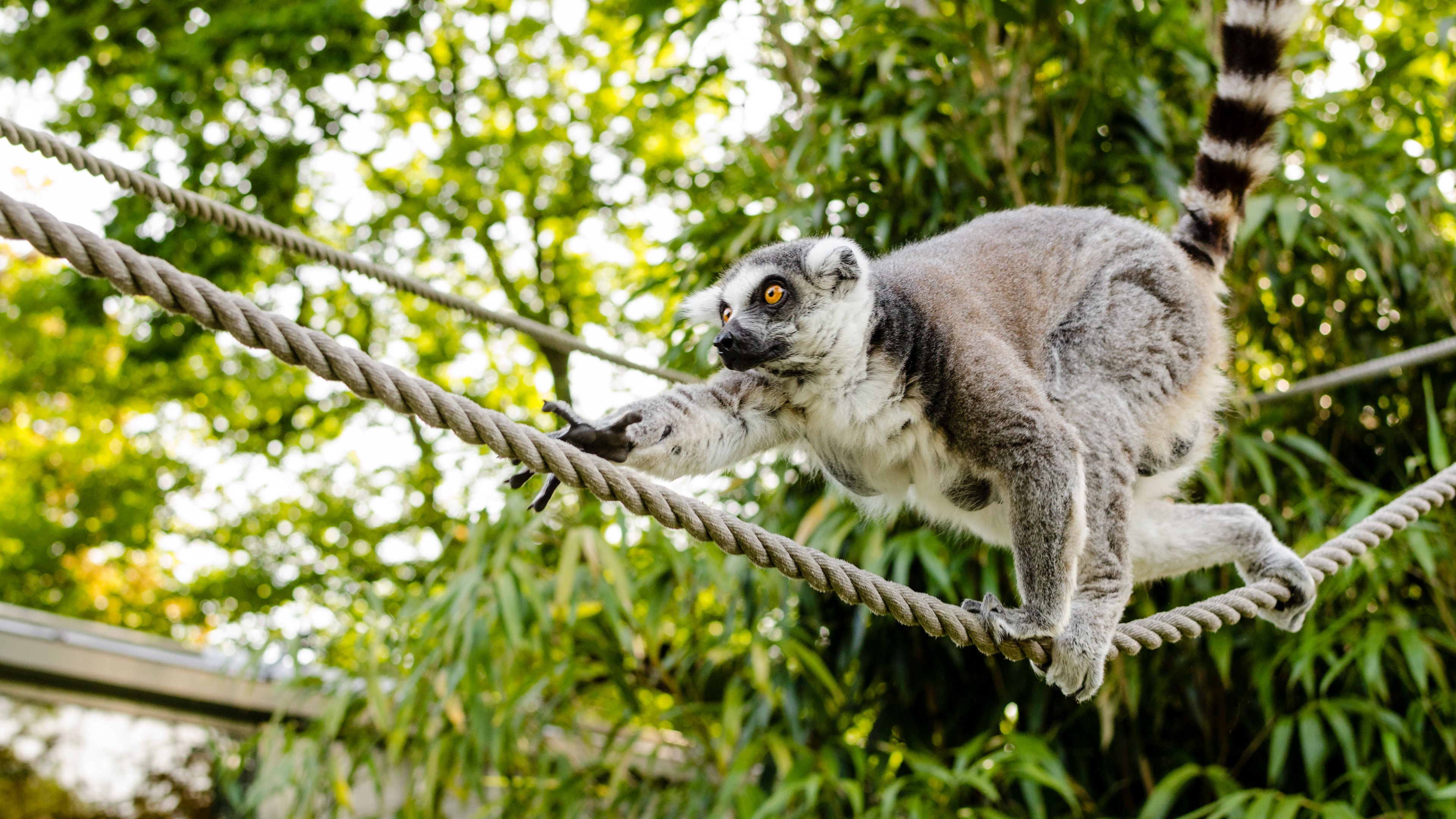 ring-tailed lemur, lemur, katta, 4k, HD Wallpaper