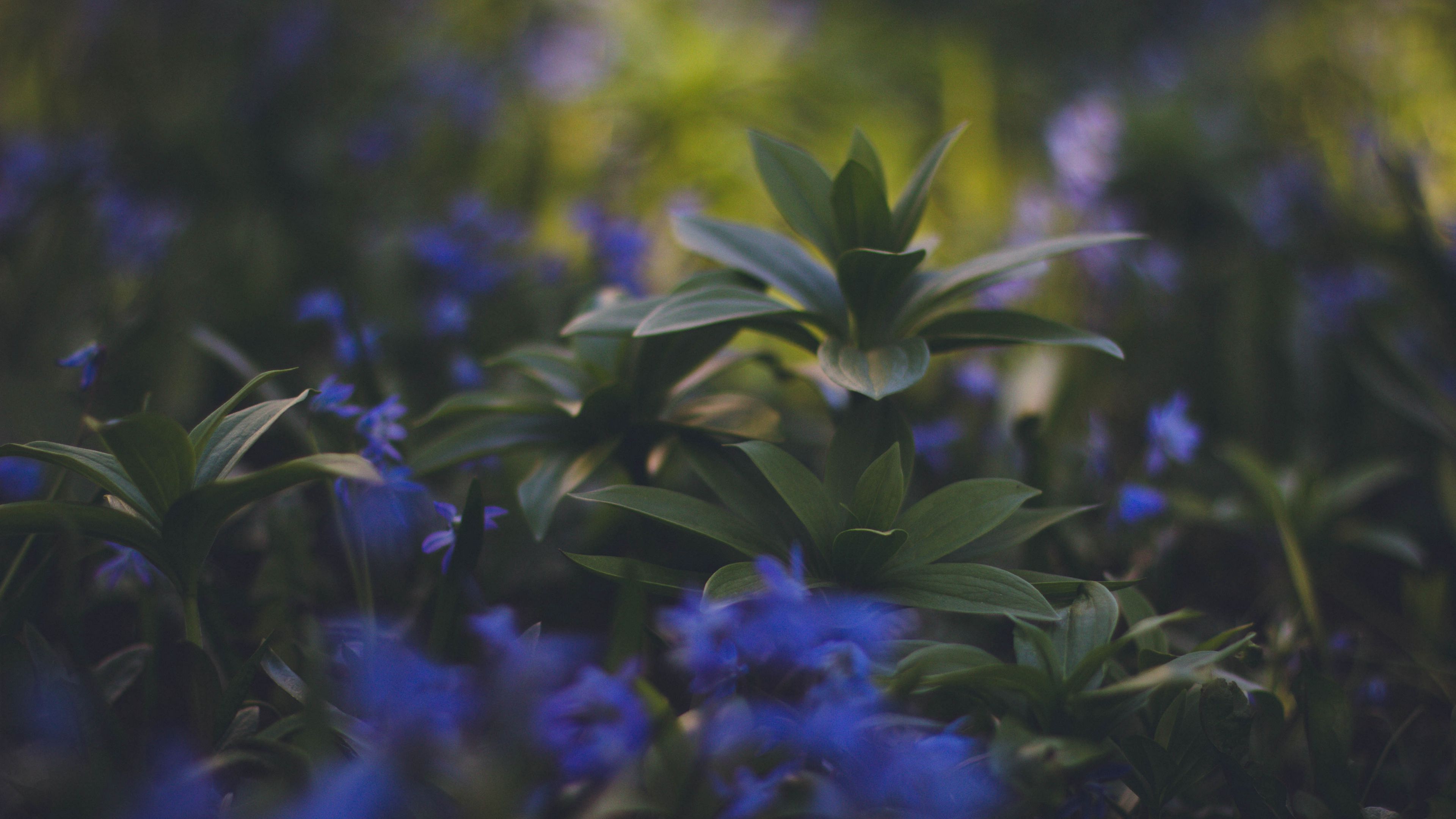 plants, foliage, blurred, 4k, HD Wallpaper