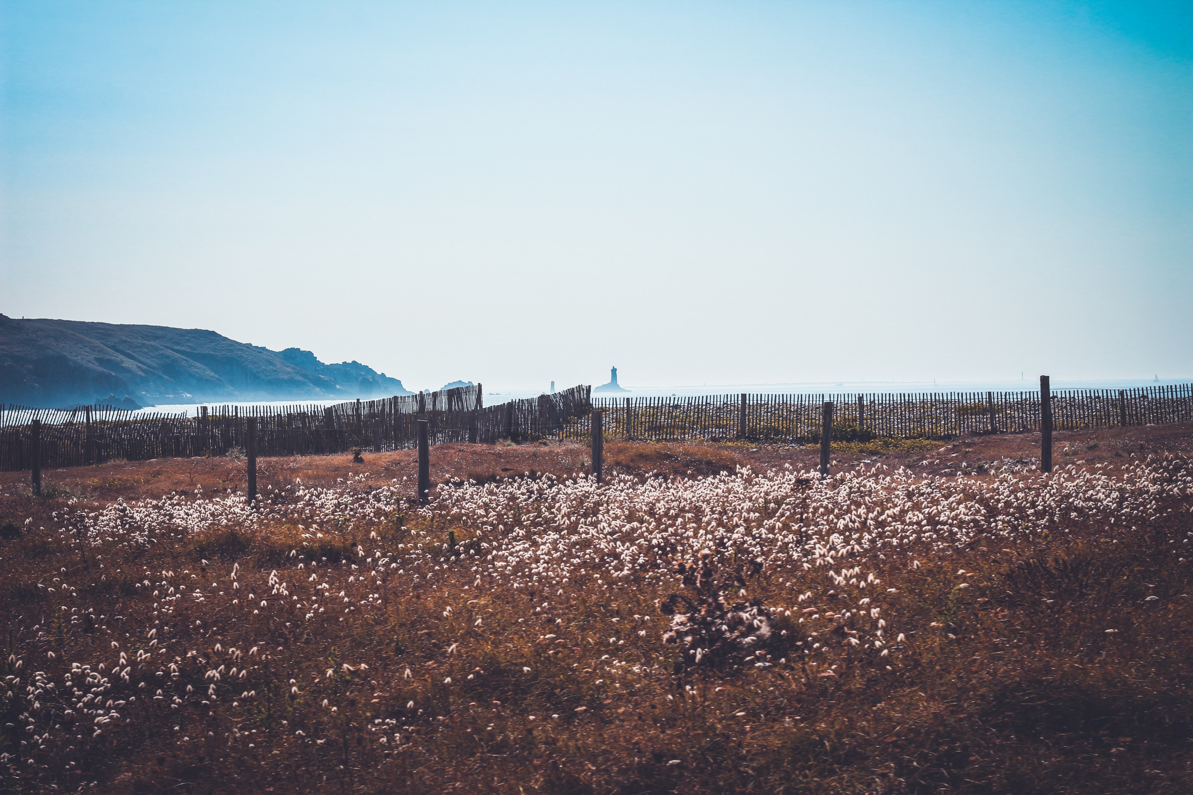 a fenced off patch of dry grass and white flowers, dry grass and white flowers 4k, HD Wallpaper