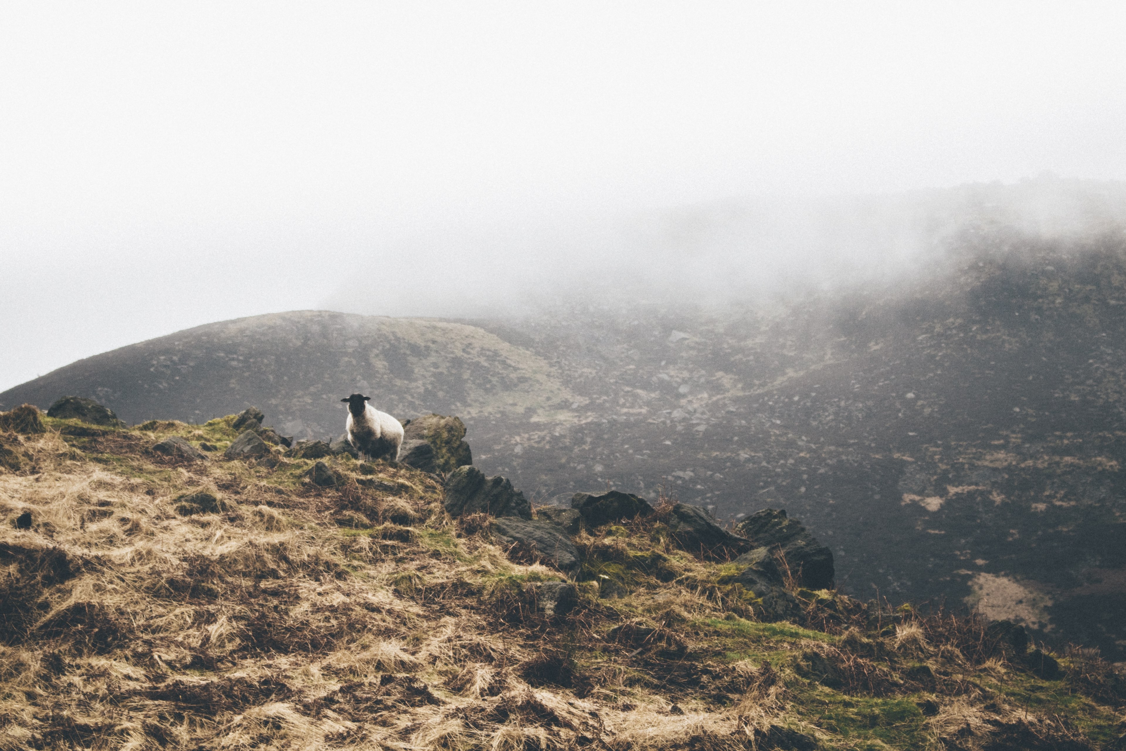sheep on a rocky hillside in mountains of peak district national park, sheep on a hillside 4k, HD Wallpaper