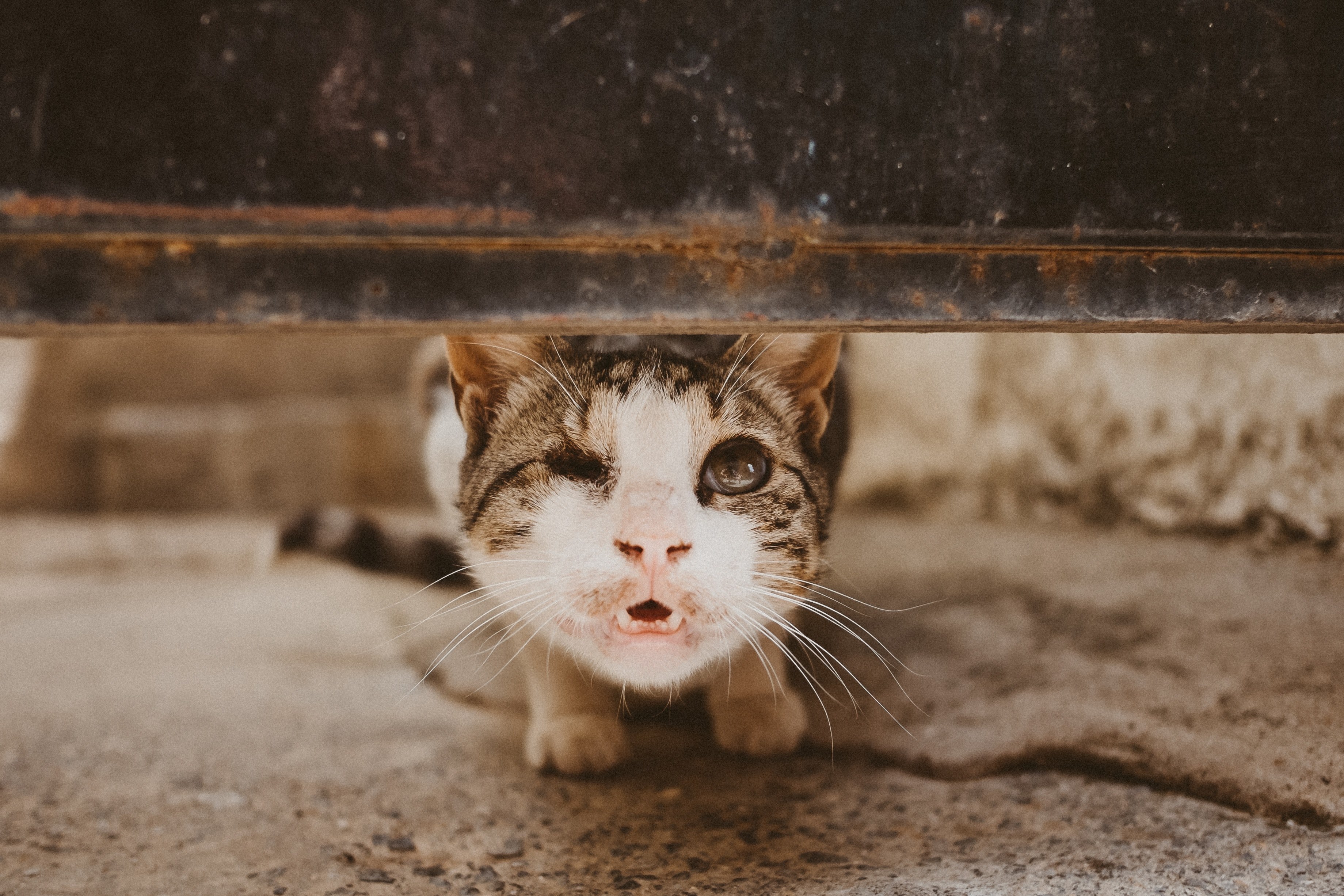 close up of a one eyed cat baring its teeth, one eyed kitty 4k, HD Wallpaper