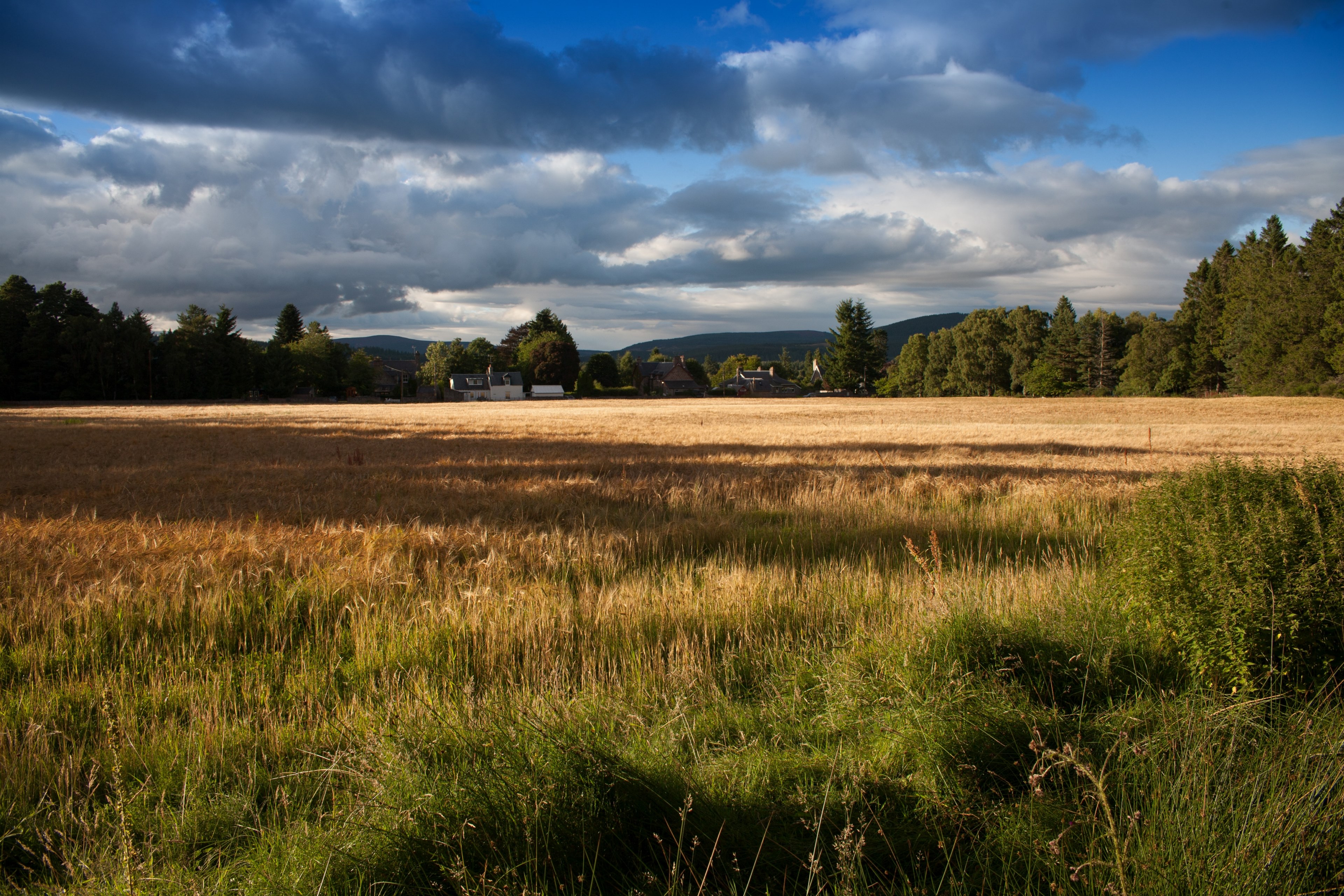 a rural landscape with golden fields and farm buildings at the back, clouds over a farm 4k, HD Wallpaper