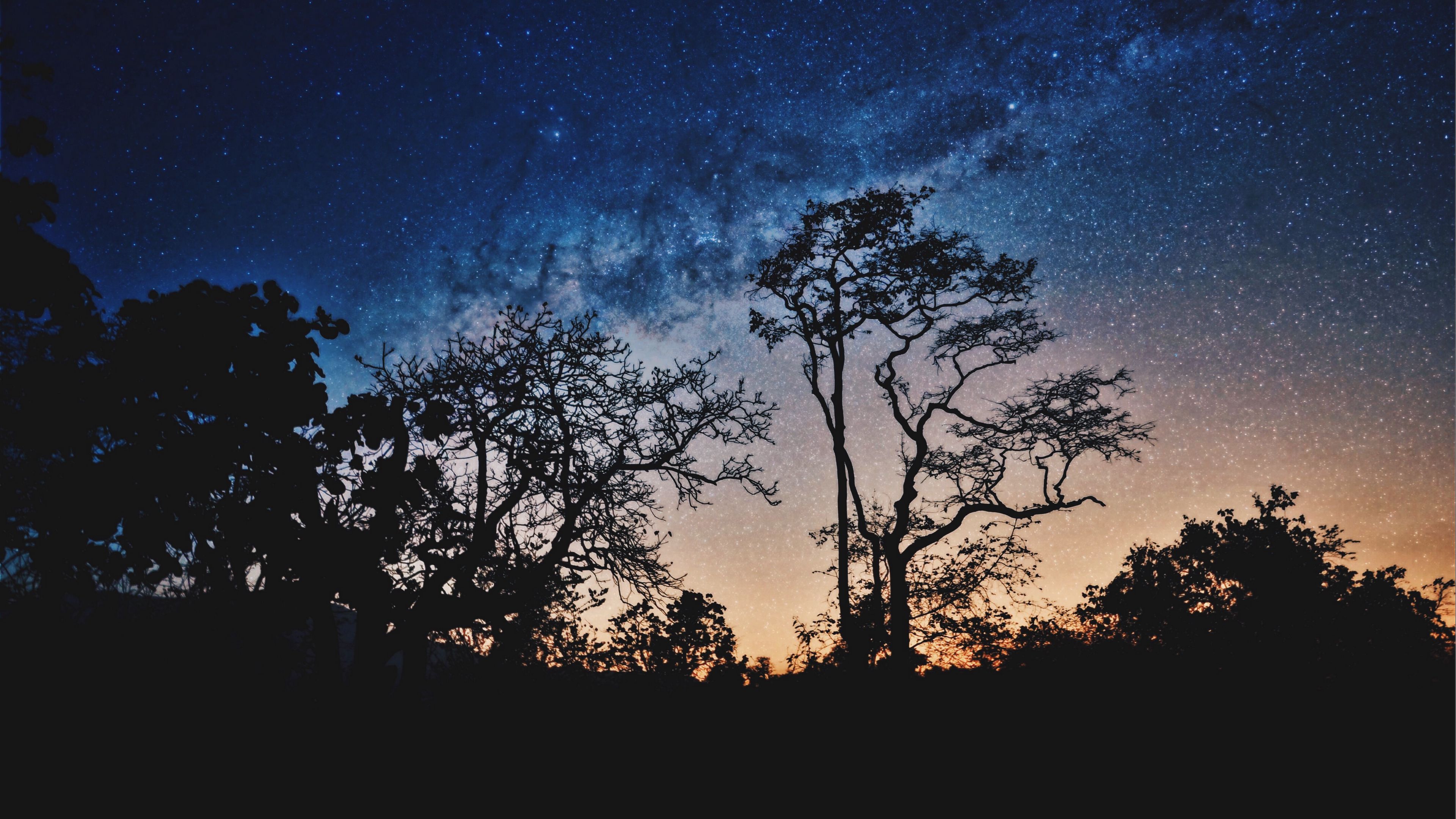 trees, night, stars, sky, 4k, HD Wallpaper