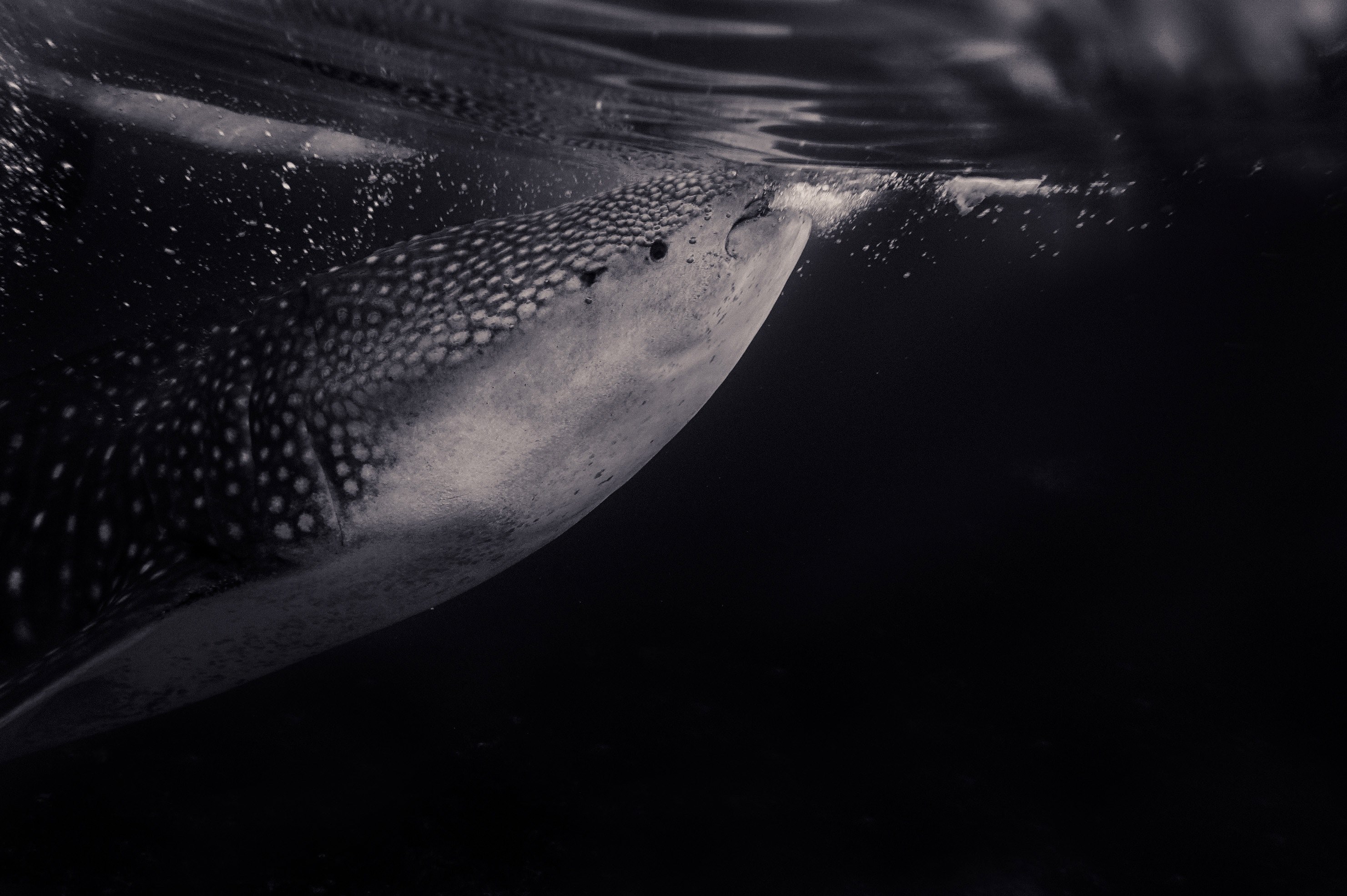 fish shark underwater and blakc and white 4k, HD Wallpaper