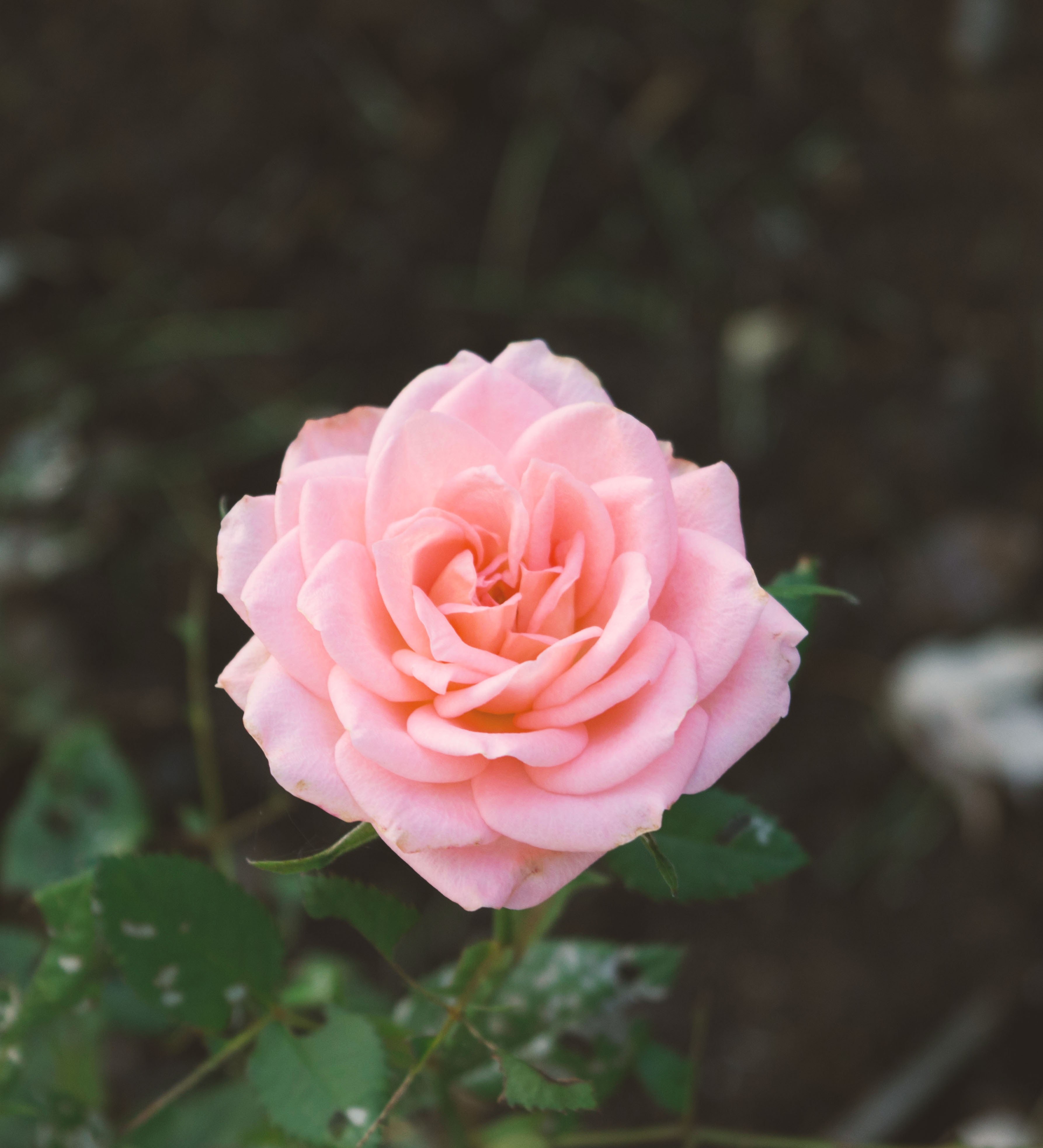 rose flower leaf and petal hd, 4k, Phone HD Wallpaper