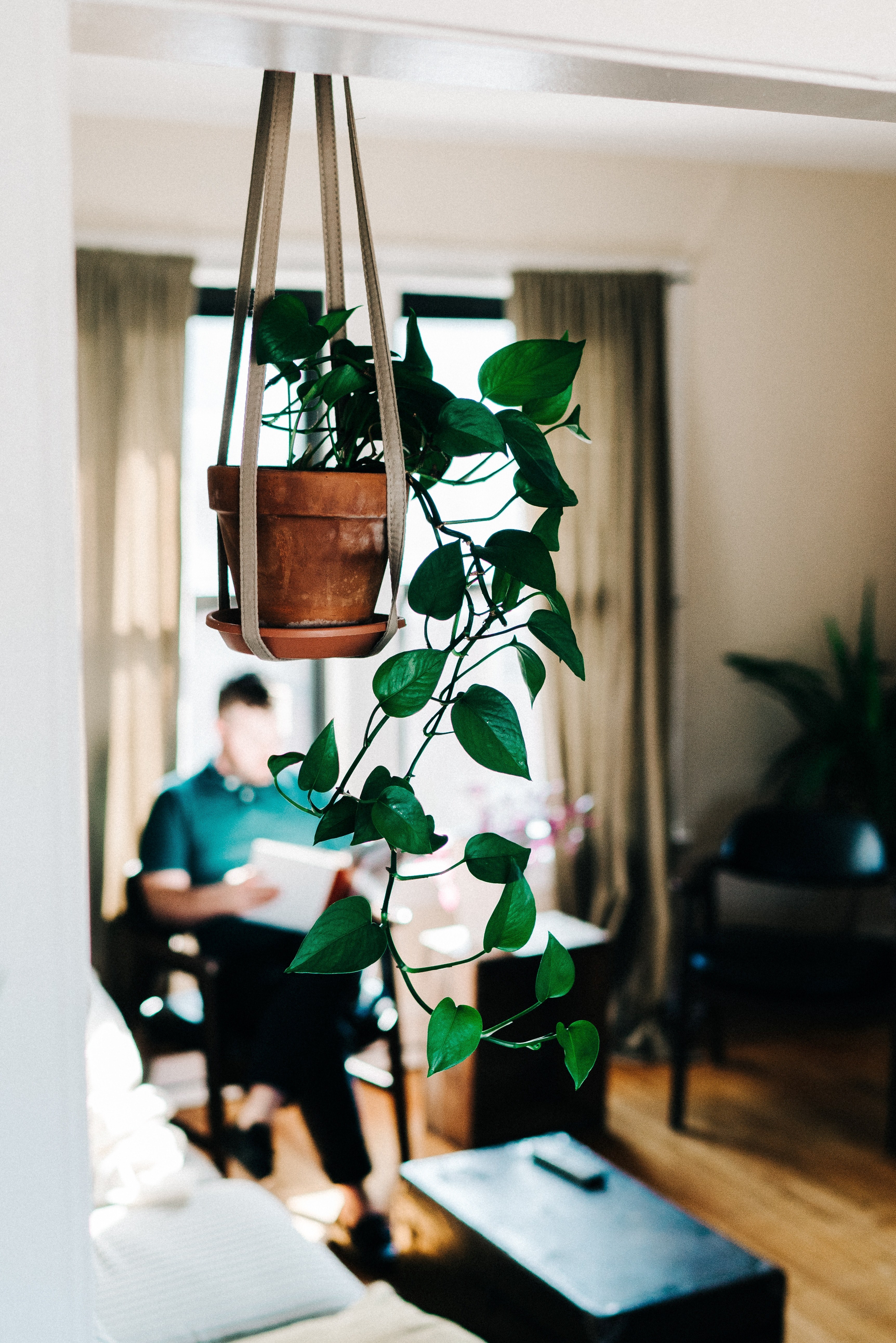 plant indoor plant interior and apartment hd, 4k, Phone HD Wallpaper