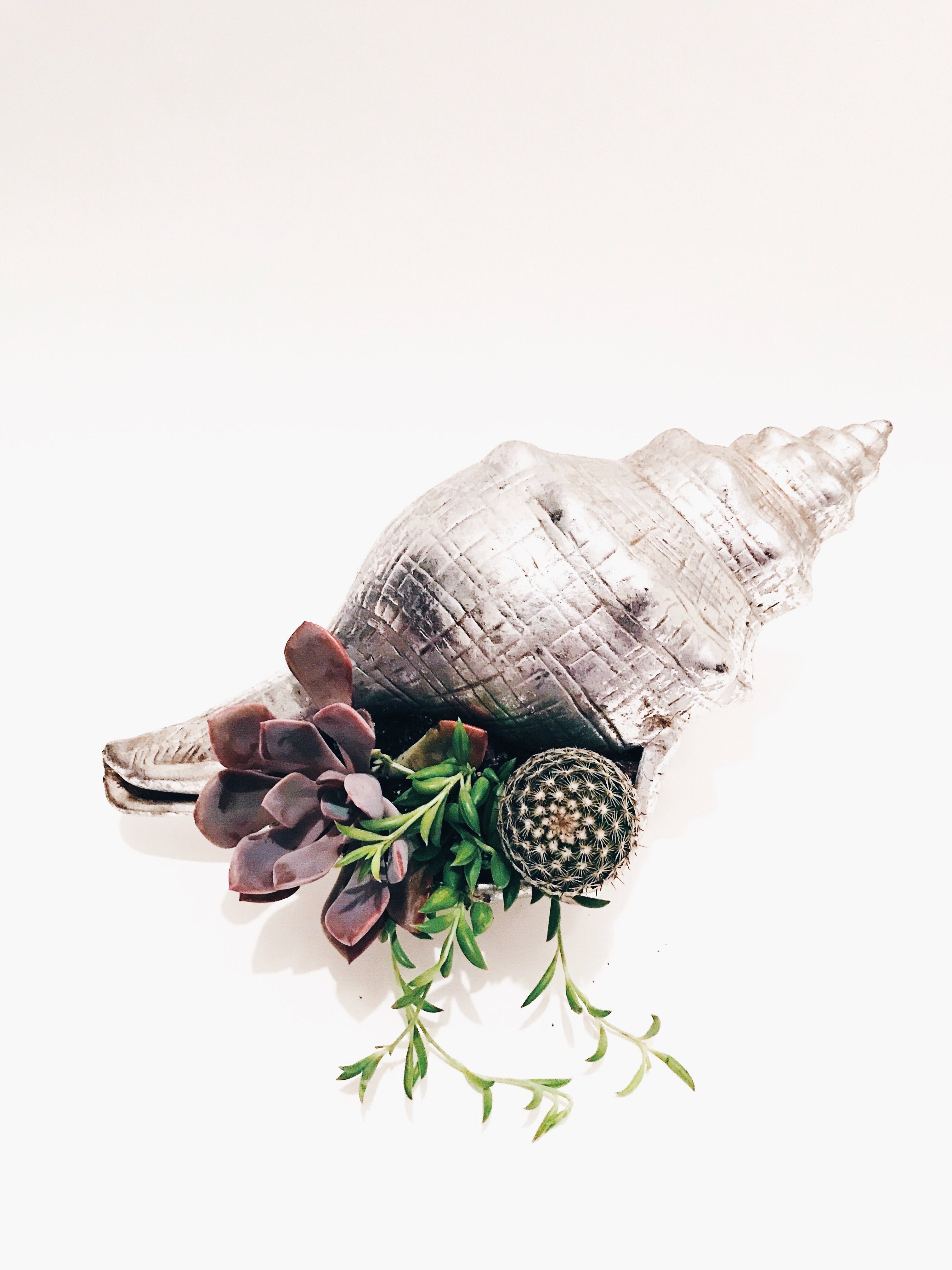 florence succulent cactus arrangement 4k, Phone HD Wallpaper