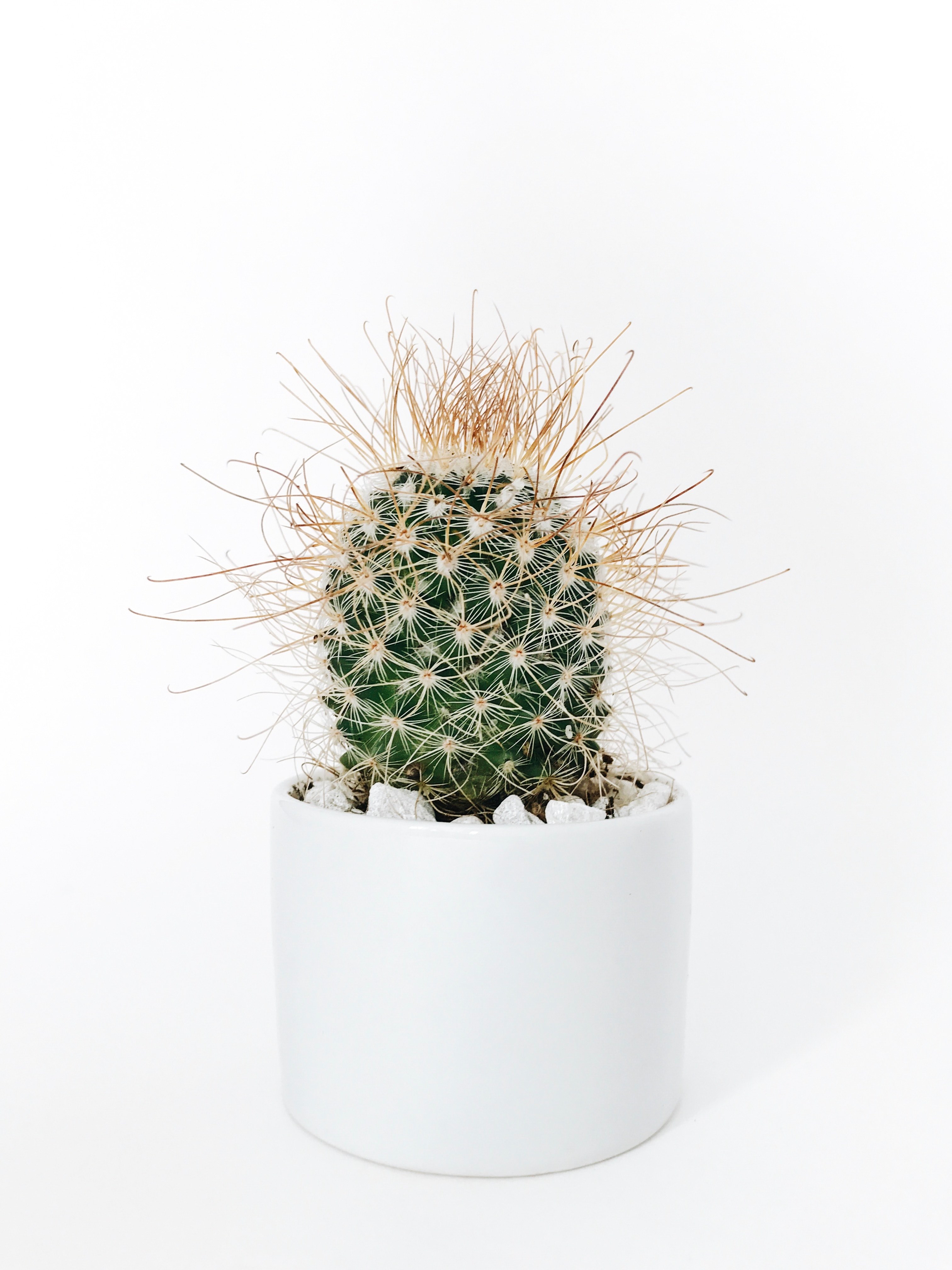 london cactus mini 4k, Phone HD Wallpaper