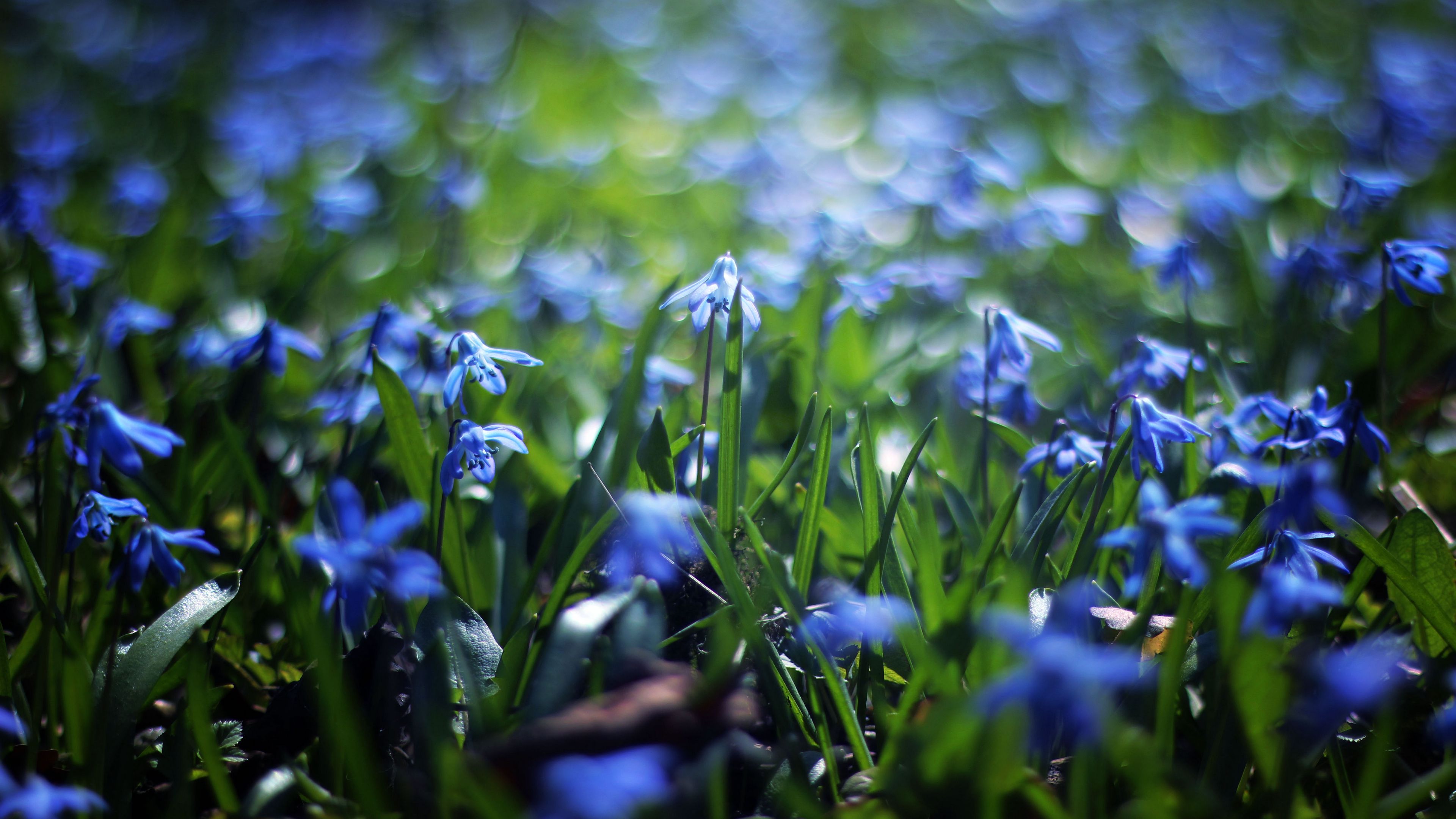 flowers, meadow, blur, grass, 4k, HD Wallpaper