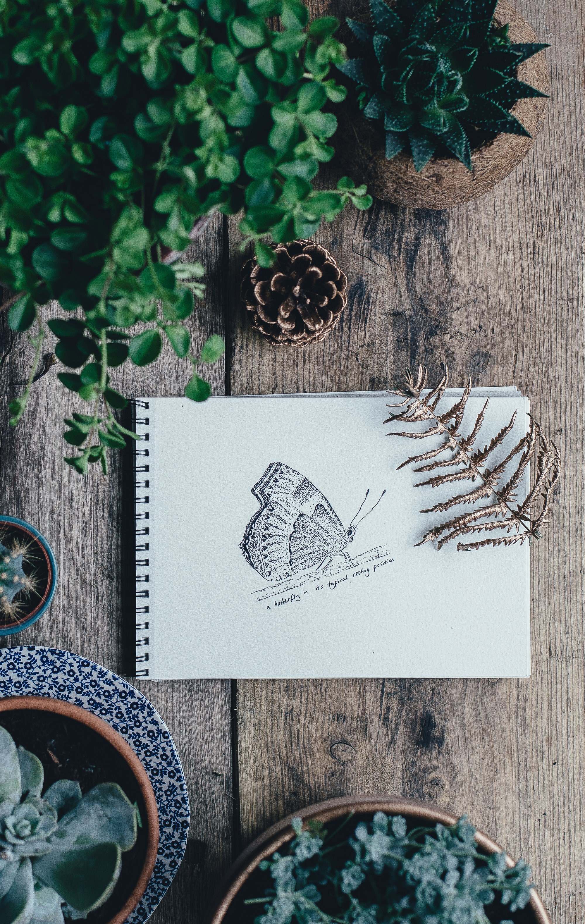 a tabletop with a drawing of a butterfly plants and pots, table top items 4k, Phone HD Wallpaper