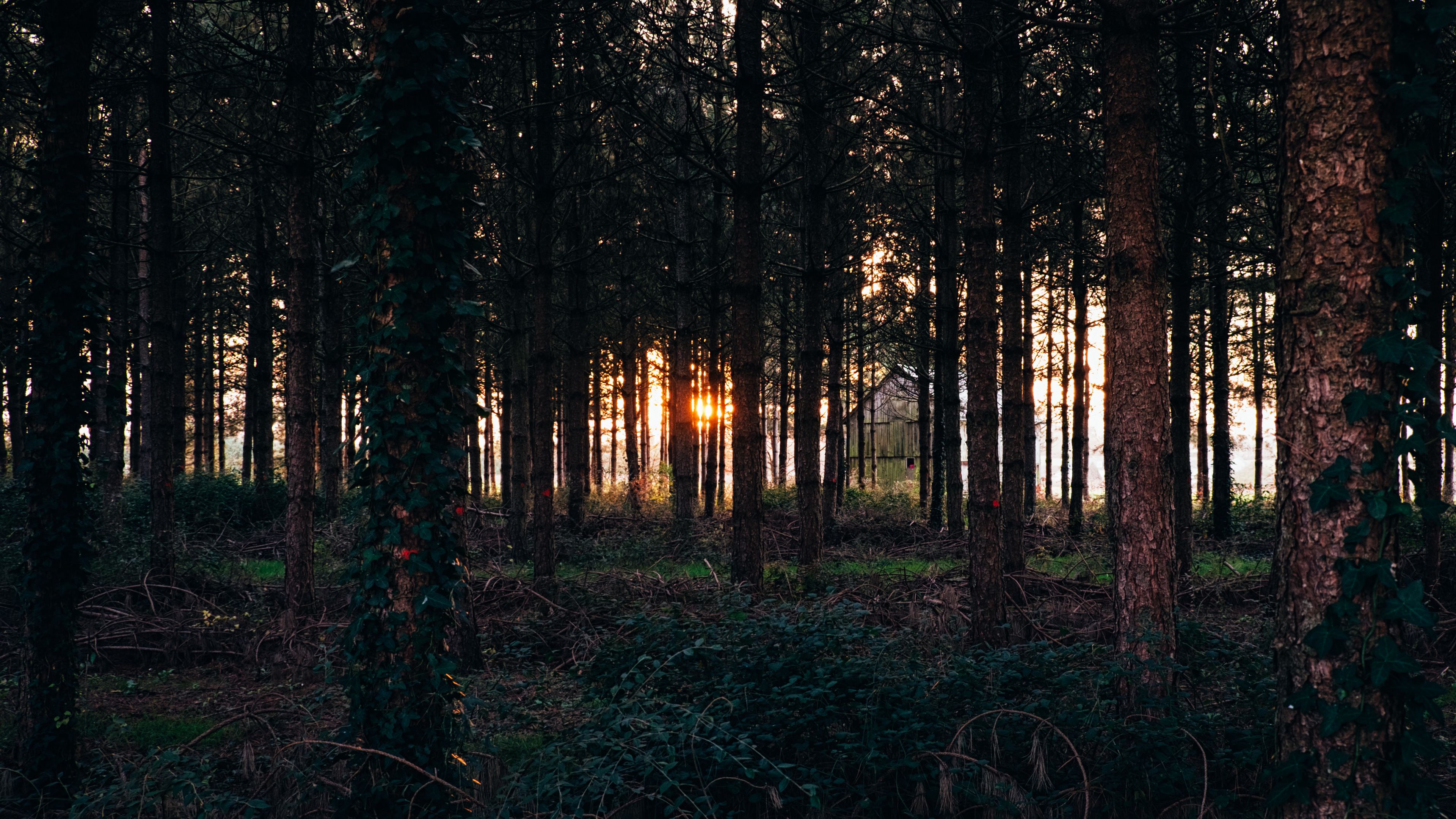 trees, grass, evening, 4k, HD Wallpaper
