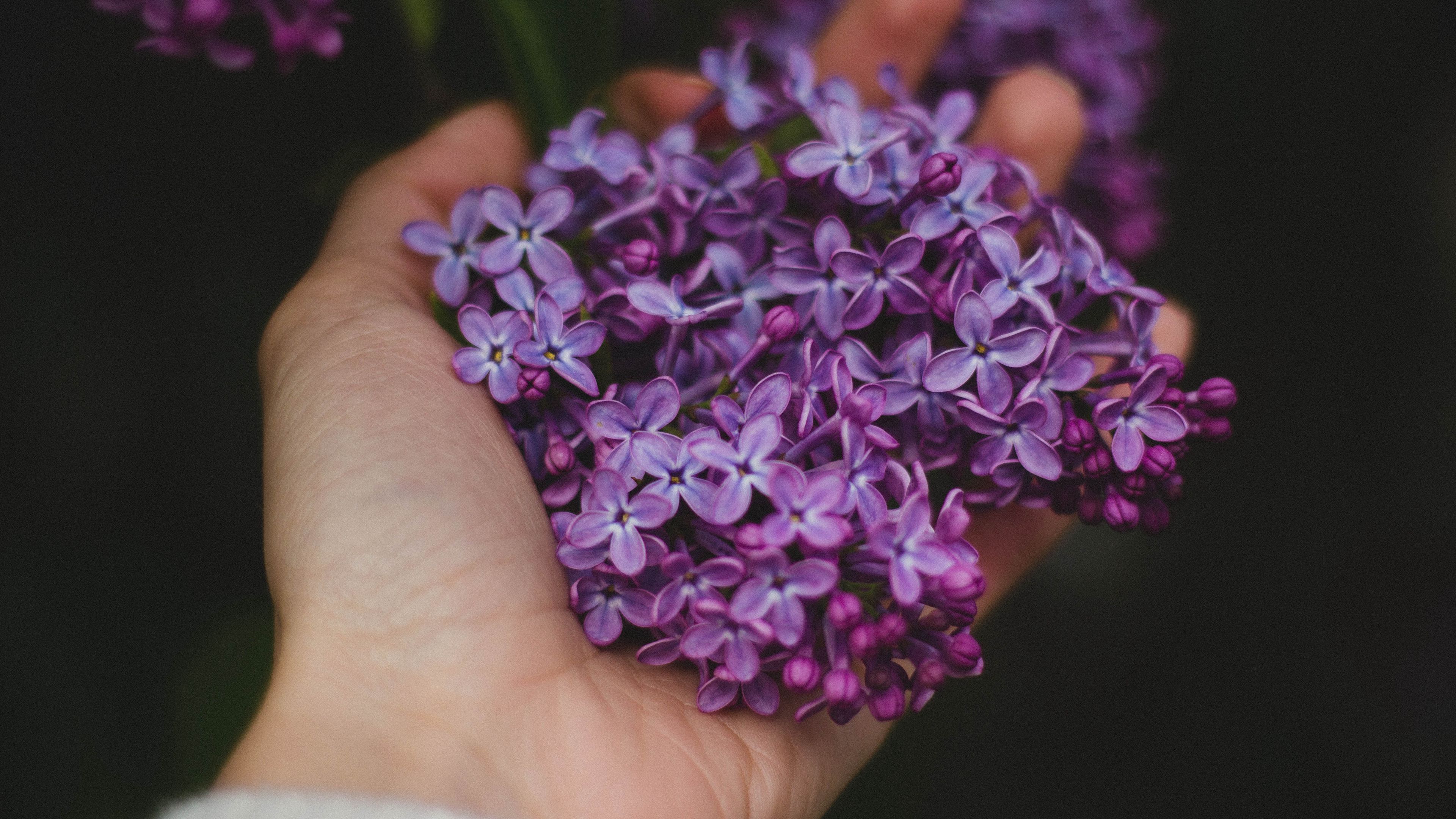 lilac, flowers, hand, 4k, HD Wallpaper