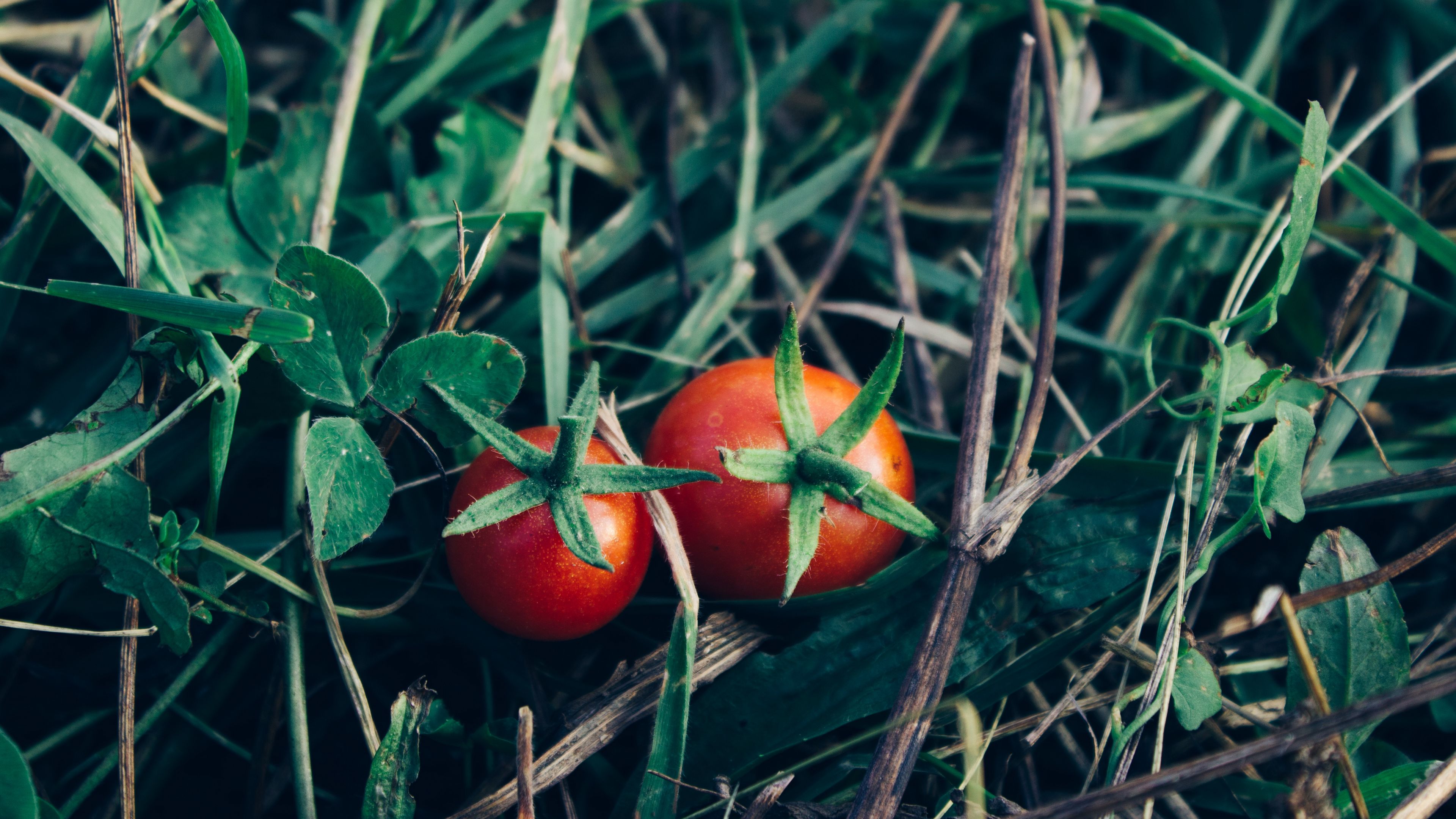 tomatoes, herbs, vegetables, 4k, HD Wallpaper
