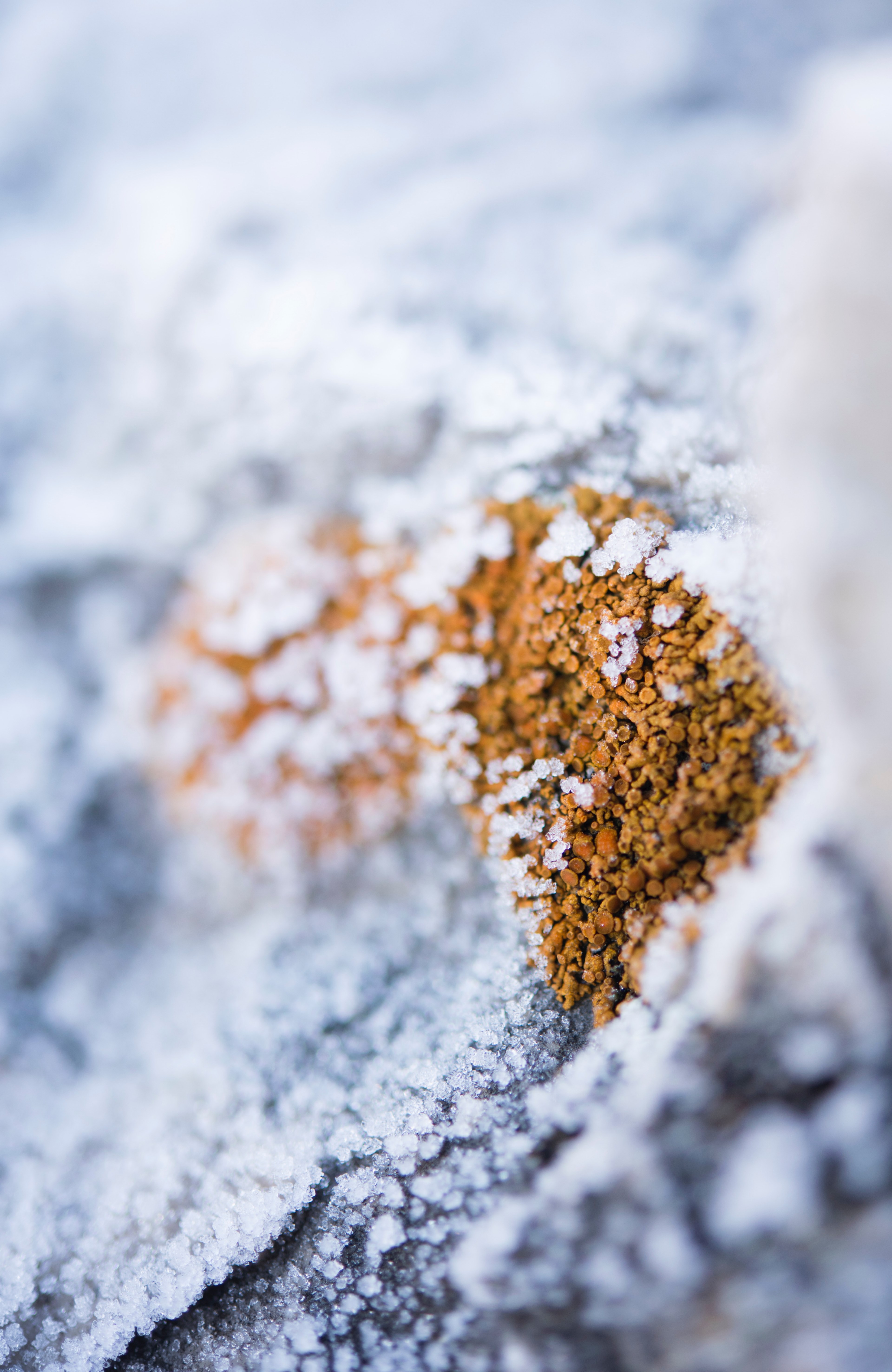 frozen winter and snow hd, 4k, Phone HD Wallpaper