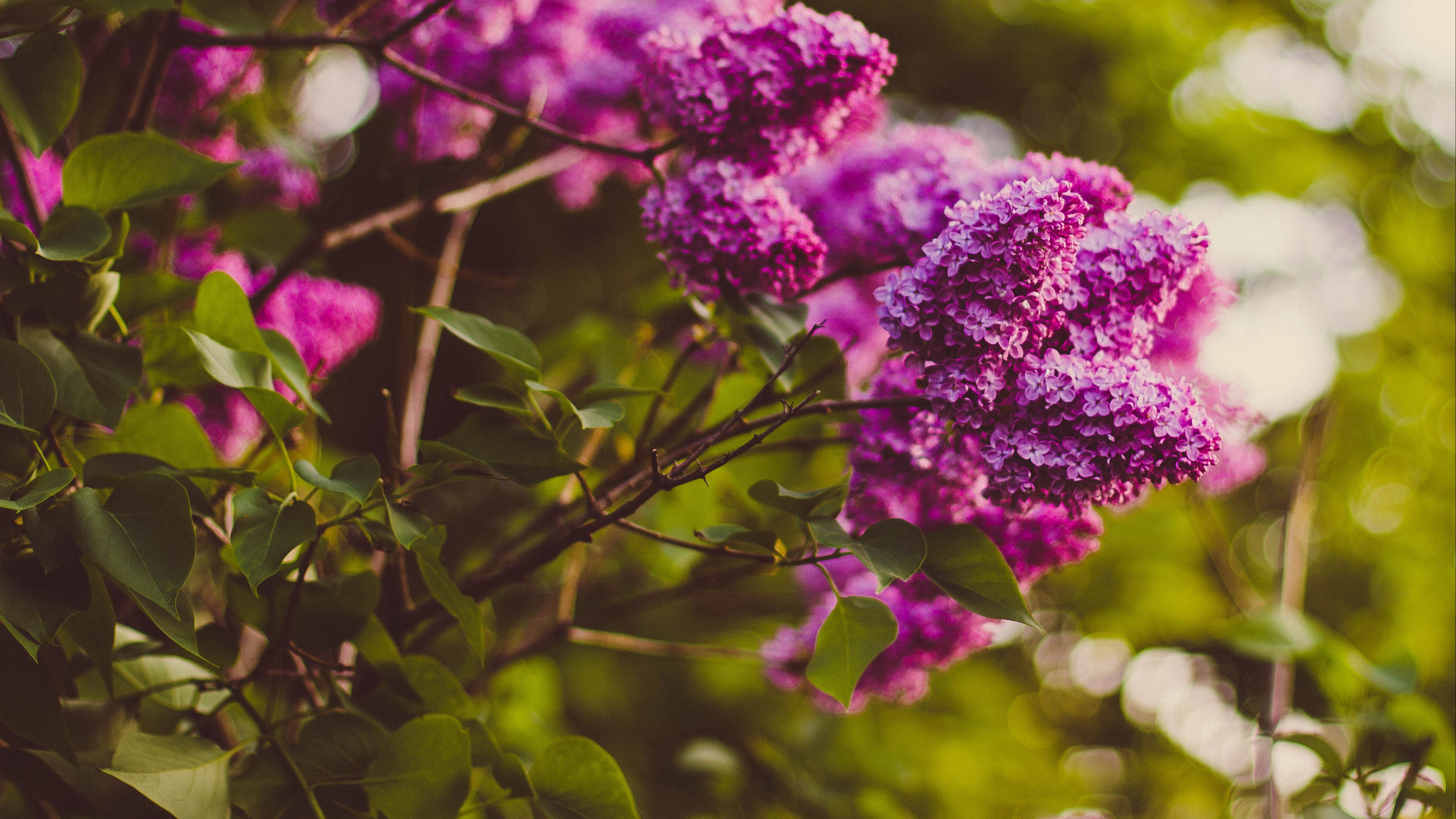 lilac, twigs, flowers, blur, 4k, HD Wallpaper