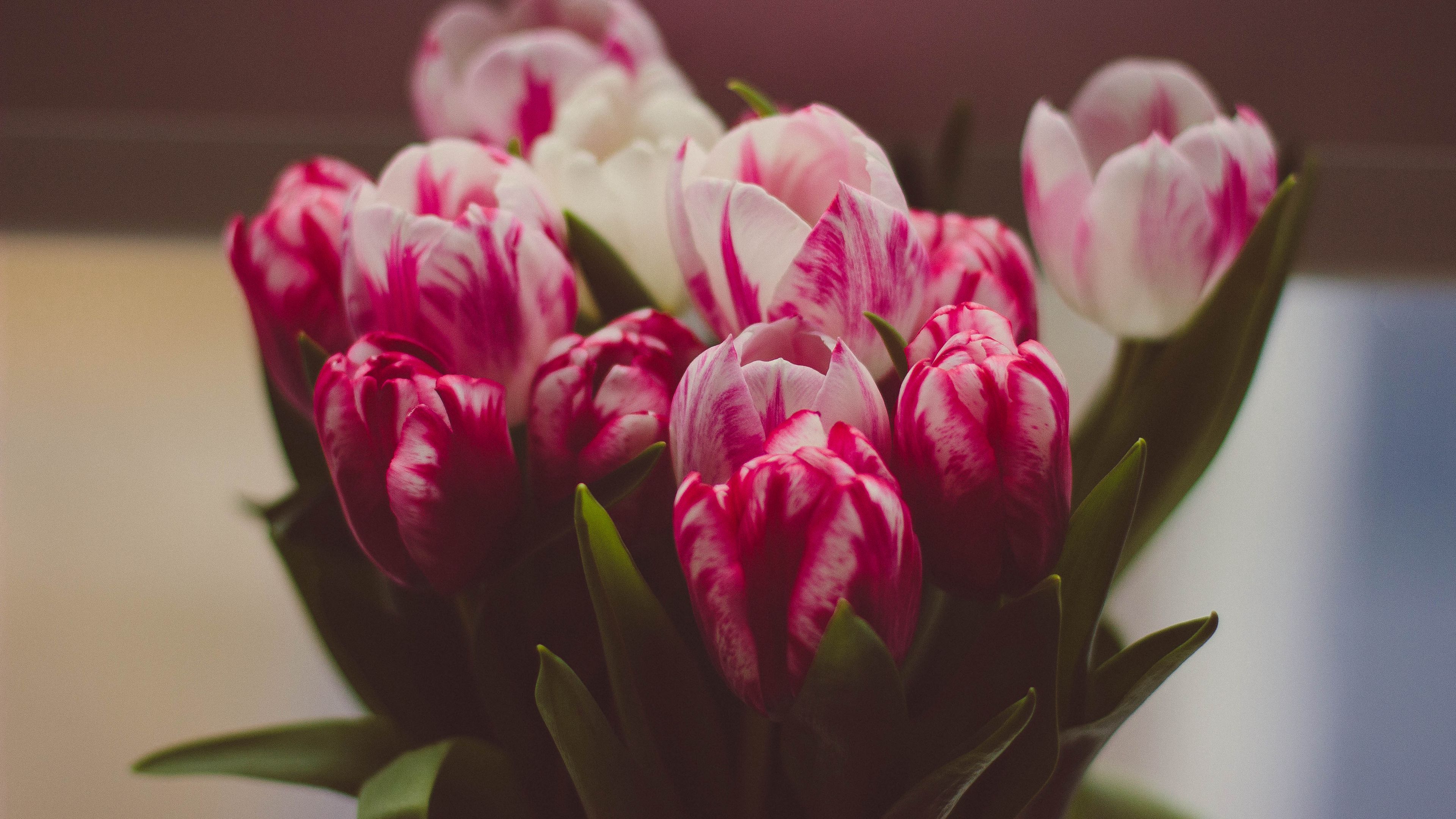 tulips, bouquet, tender, 4k, HD Wallpaper