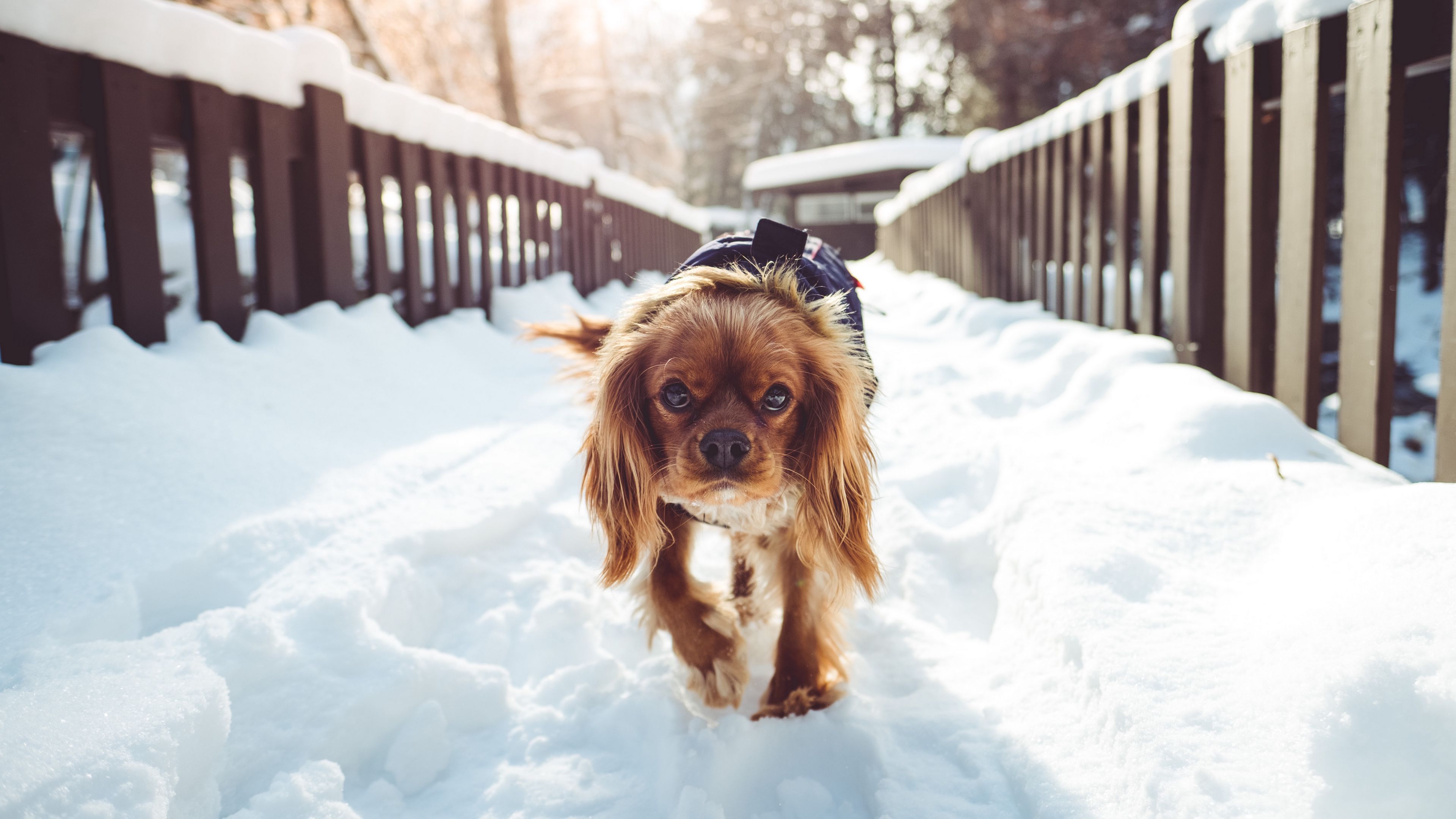 dog, walking, winter, 4k, HD Wallpaper